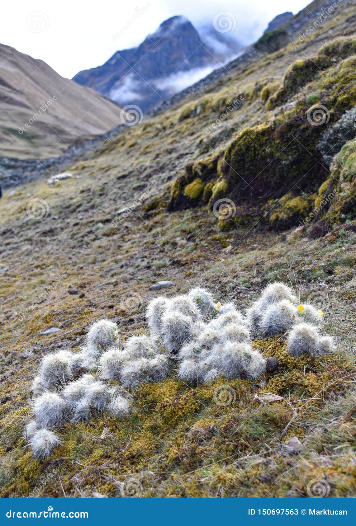 Cacti and Bromeliads Growing the High Altitude Mountains of Cusco, Peru