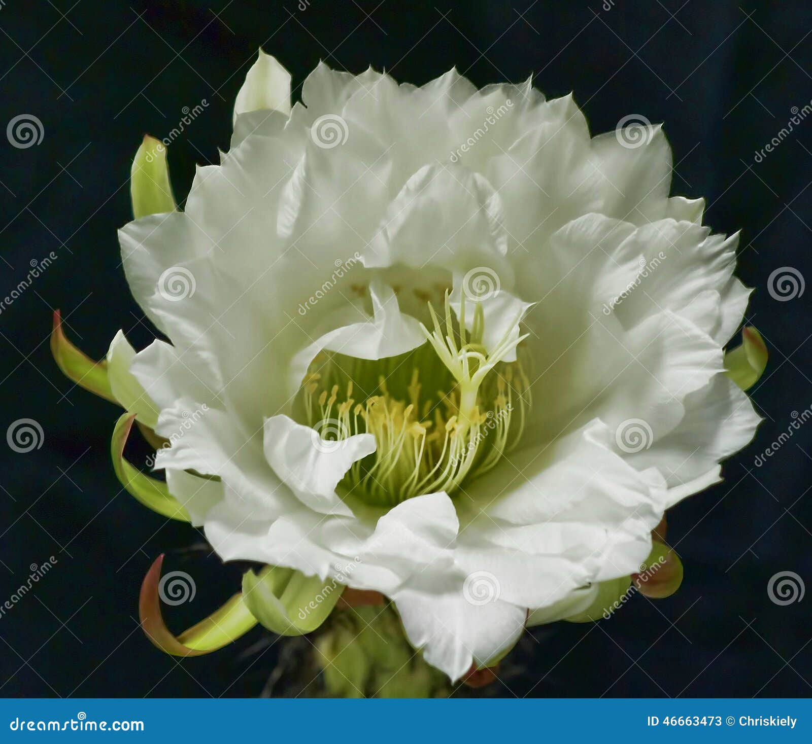 Cacti Flowers stock image. Image of cactus, night, prickly 46663473