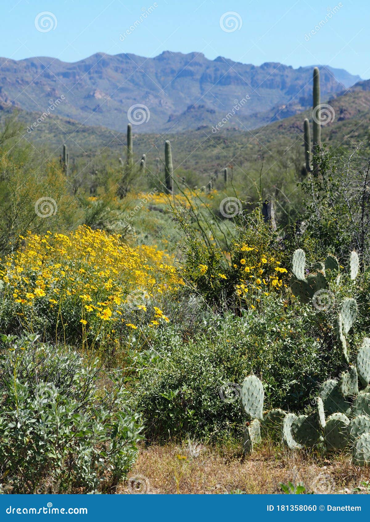 Cacti Landscape of the Tonto National Forest in Arizona Vertical Stock ...