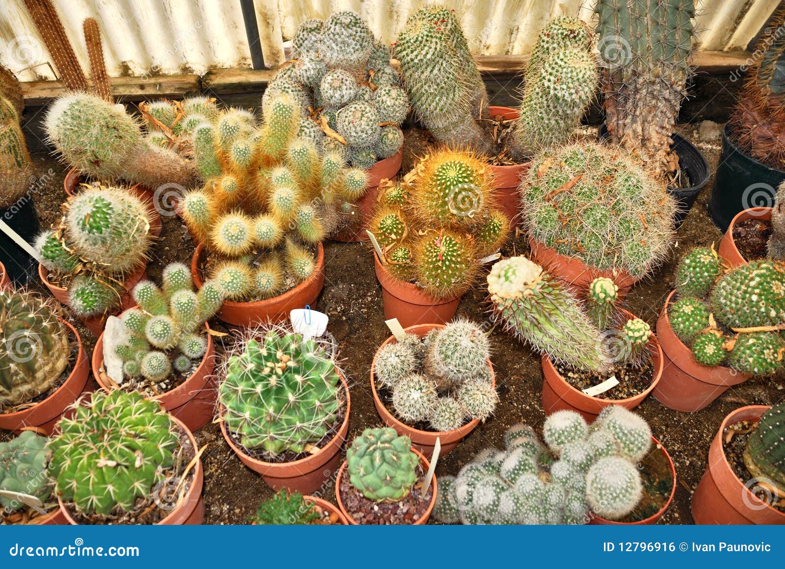 Cacti nursery stock photo. Image of biology, growing 12796916