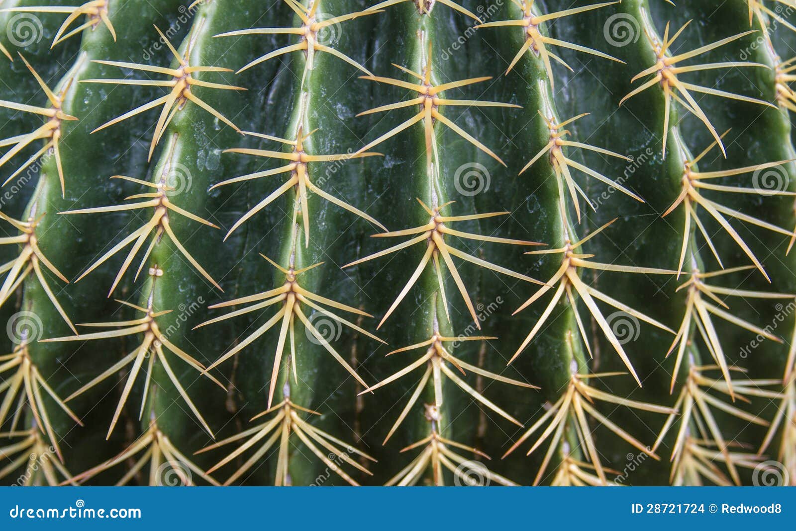 cacti spines