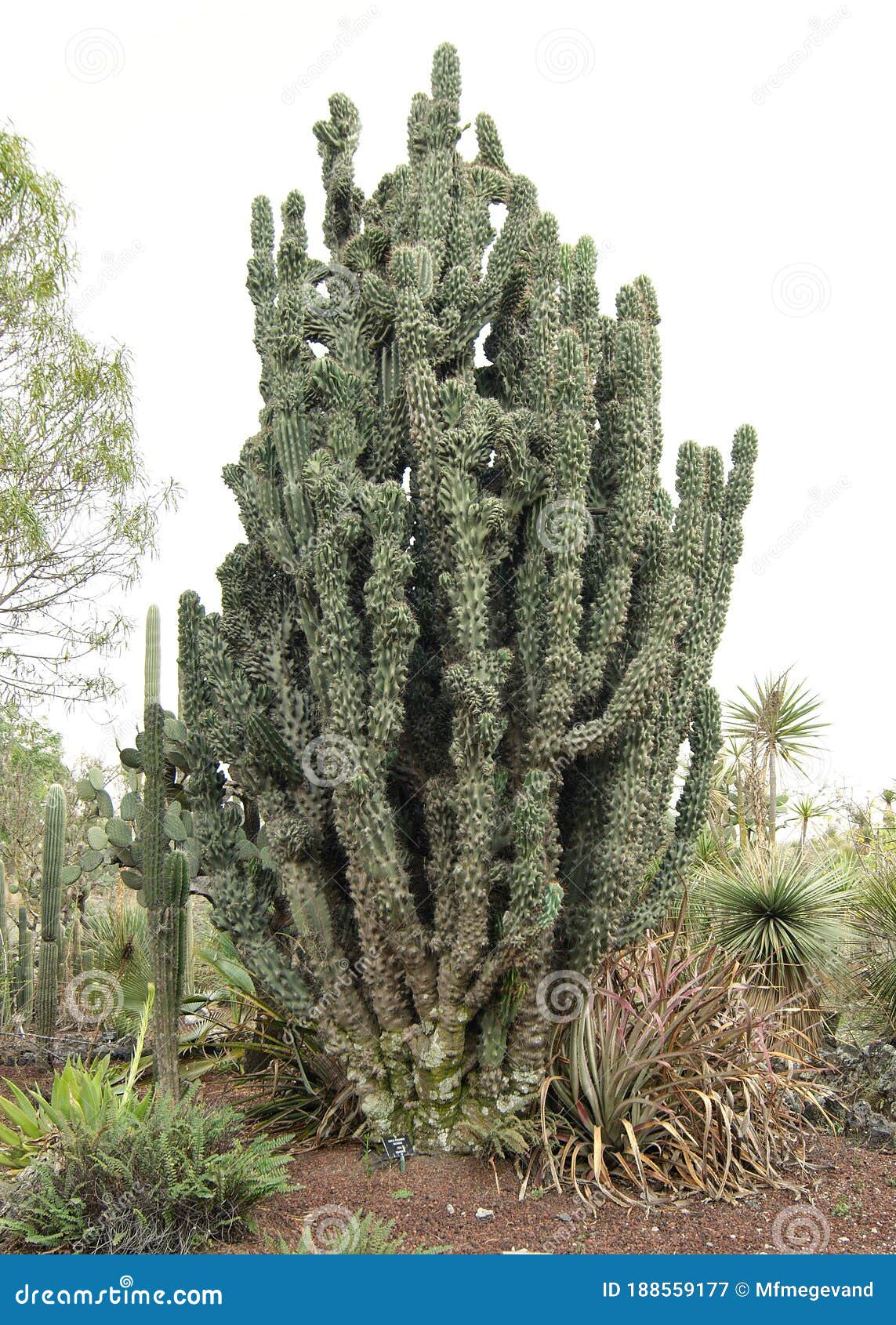 cacti at the unam botanical garden in mexico