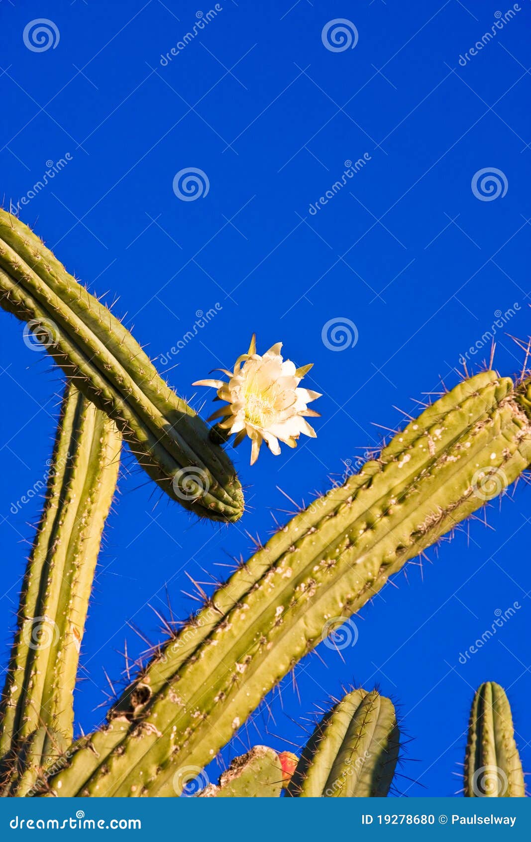 Cacti with white flower stock photo. Image of spike, sharp - 19278680