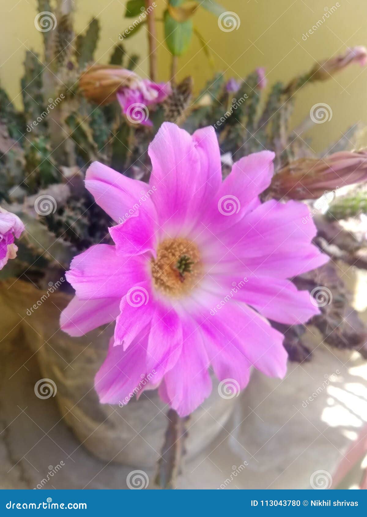 Cidade jardim do potenciômetro da sobremesa do cacto da flor