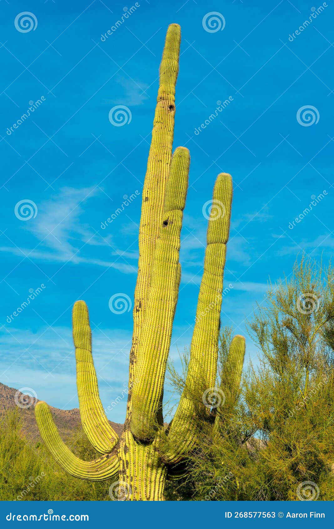 Planta cacto saguaro em fundo branco