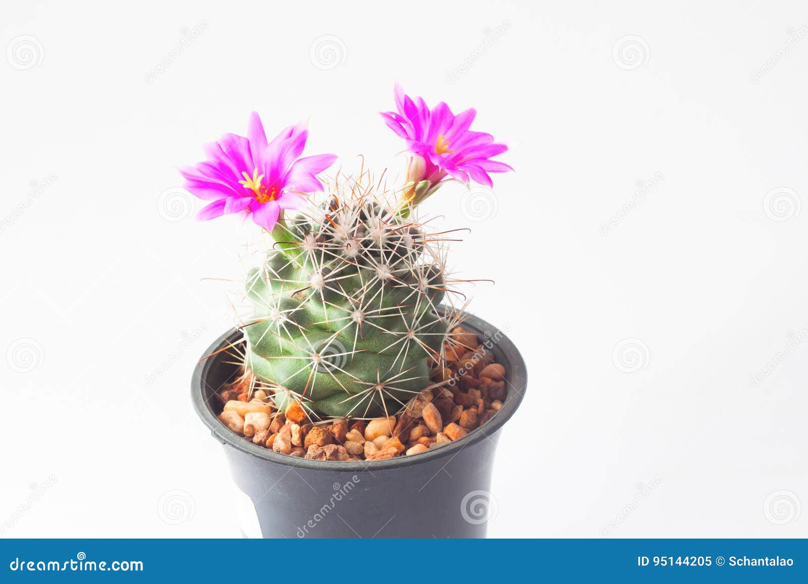 Cacto Com As Flores Cor-de-rosa No Fundo Branco Imagem de Stock - Imagem de  cacto, conceito: 95144205