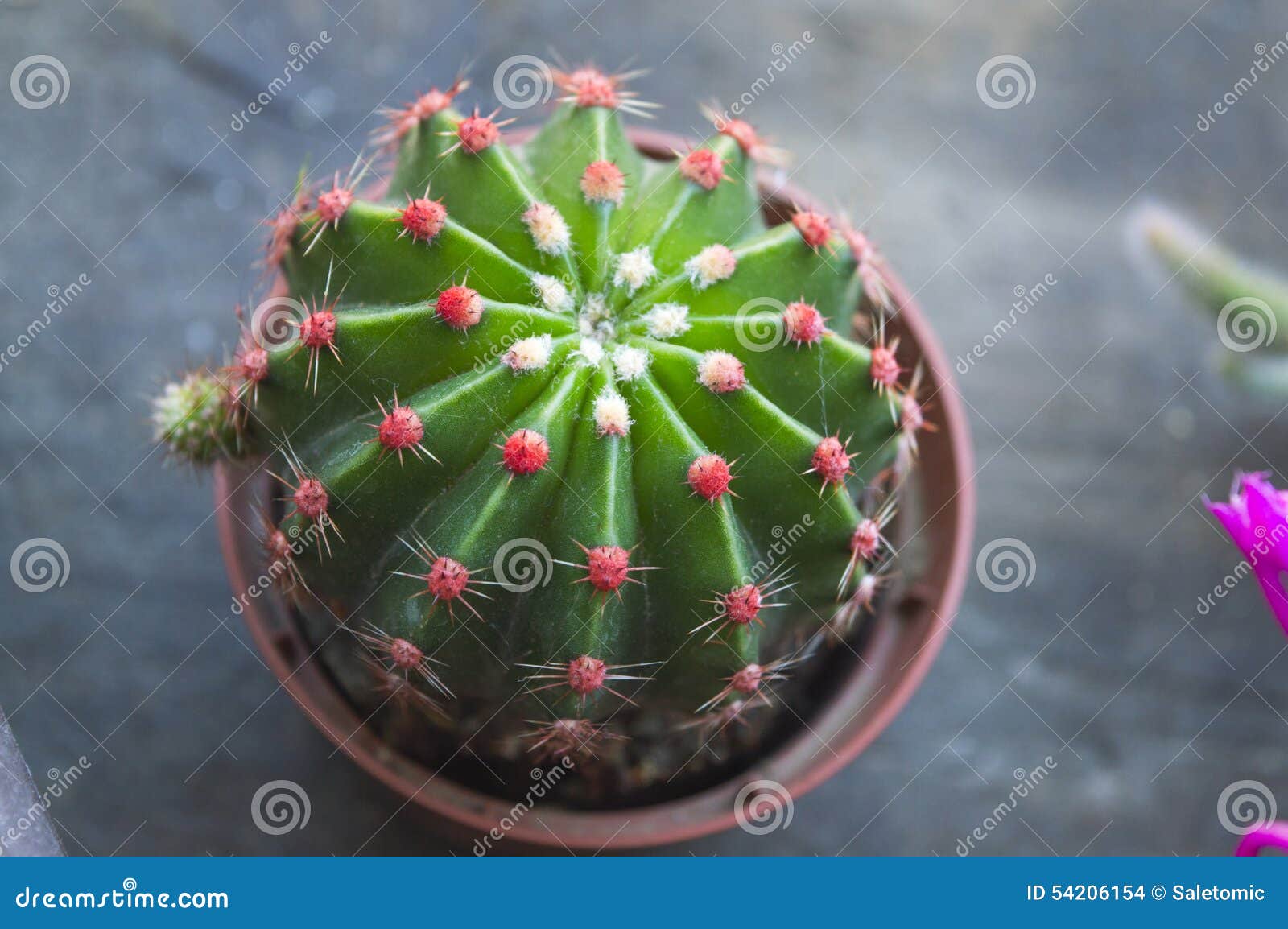 Cacto Com As Flores Vermelhas Pequenas Foto de Stock - Imagem de verde,  madeira: 54206154