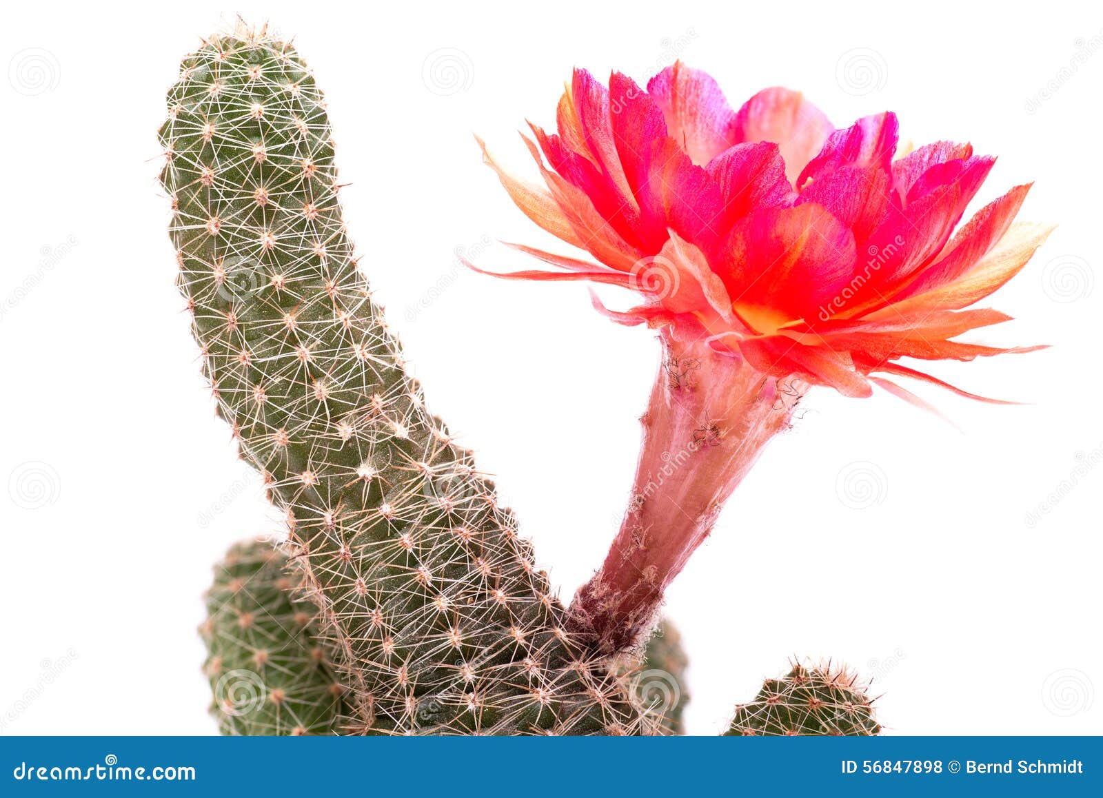 Cacto Com a Flor Vermelha E Alaranjada Foto de Stock - Imagem de  alaranjado, pilha: 56847898