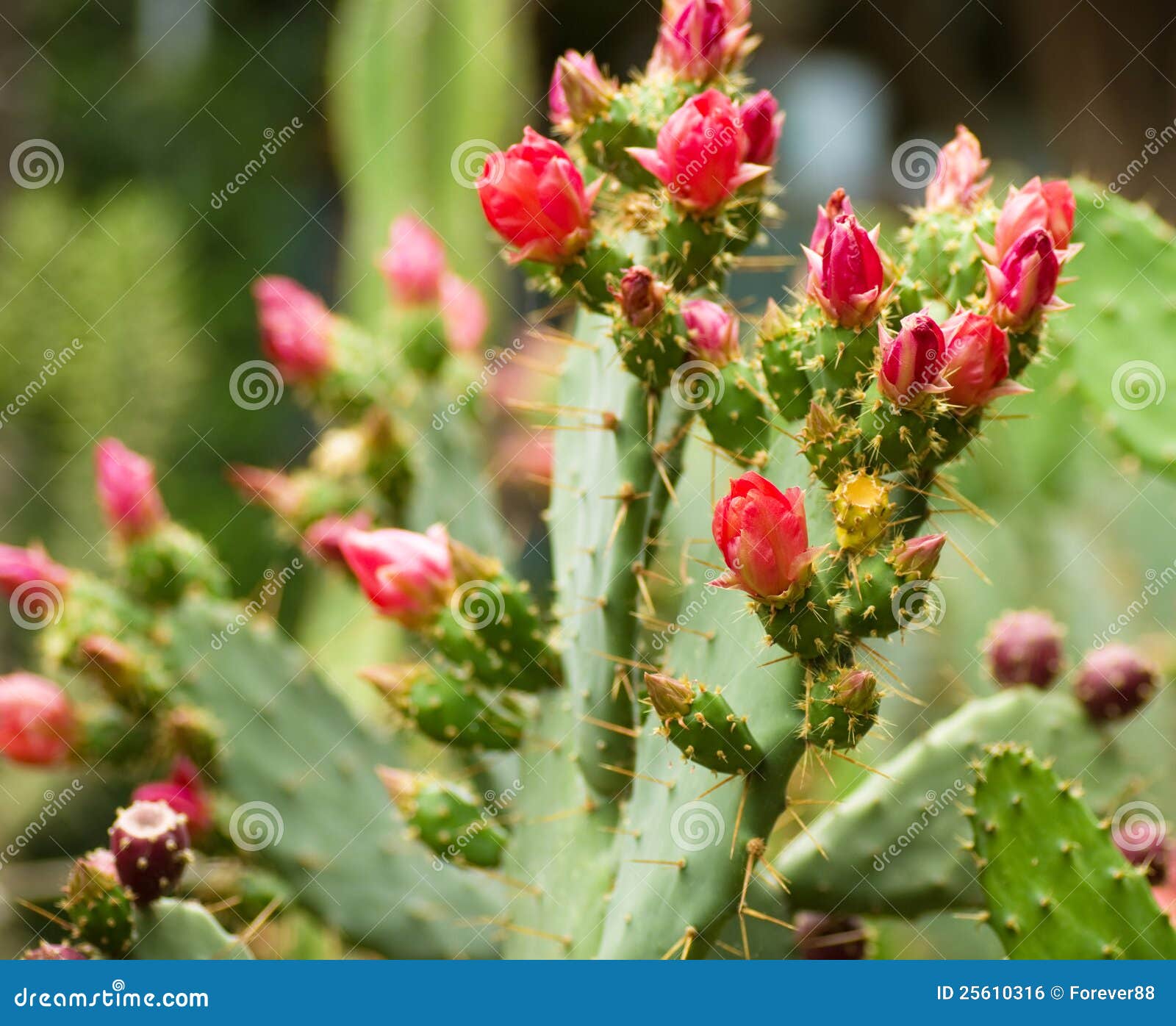 Cacto com flores vermelhas foto de stock. Imagem de botânica - 25610316