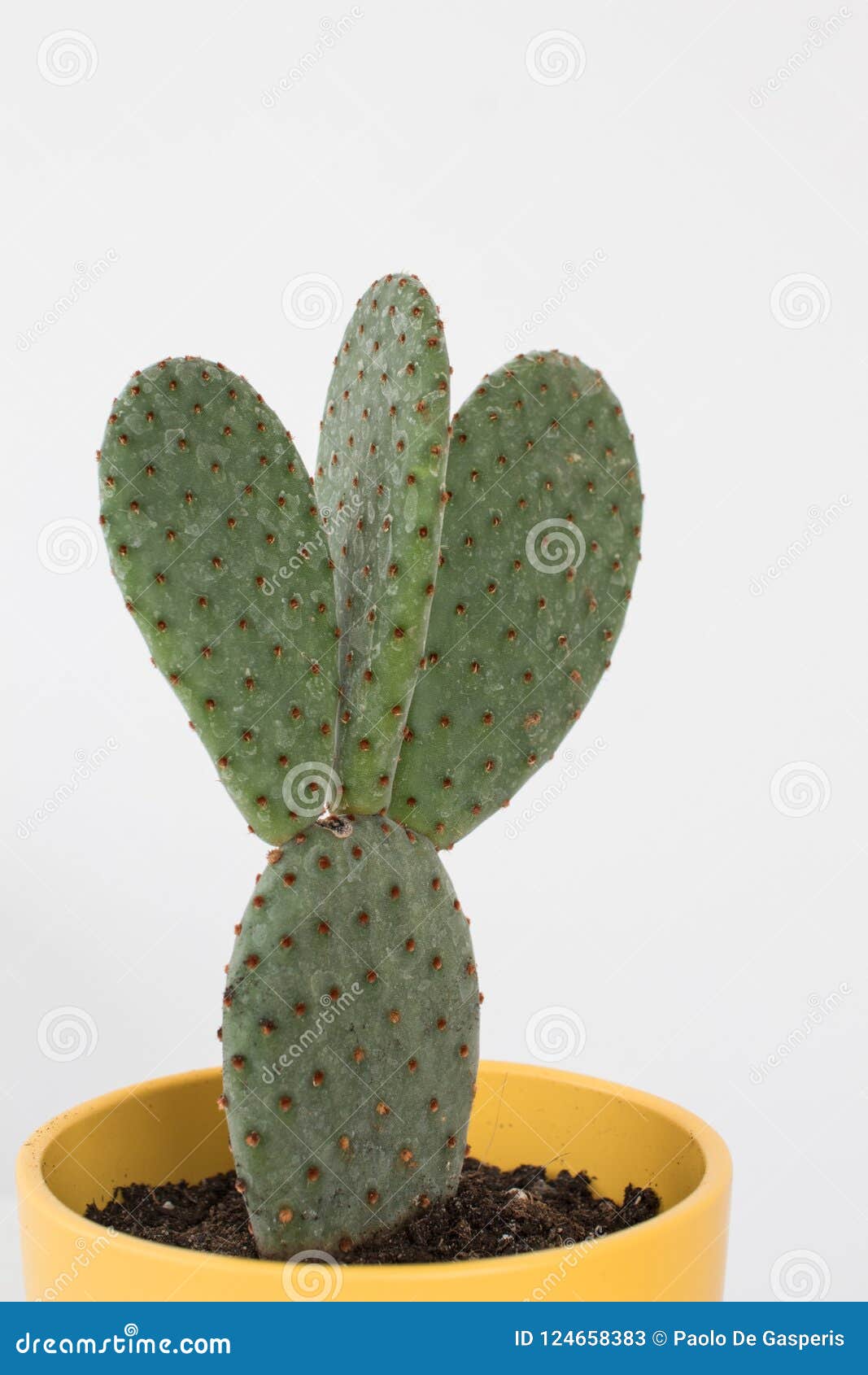 Cacto Com Folhas E Espinhos Da Pá Em Uma Caixa Amarela Em Um Branco Imagem  de Stock - Imagem de deserto, verde: 124658383