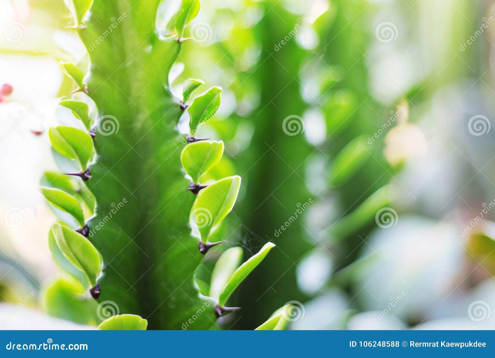 Cacto com folhas verdes foto de stock. Imagem de cactos - 106248588