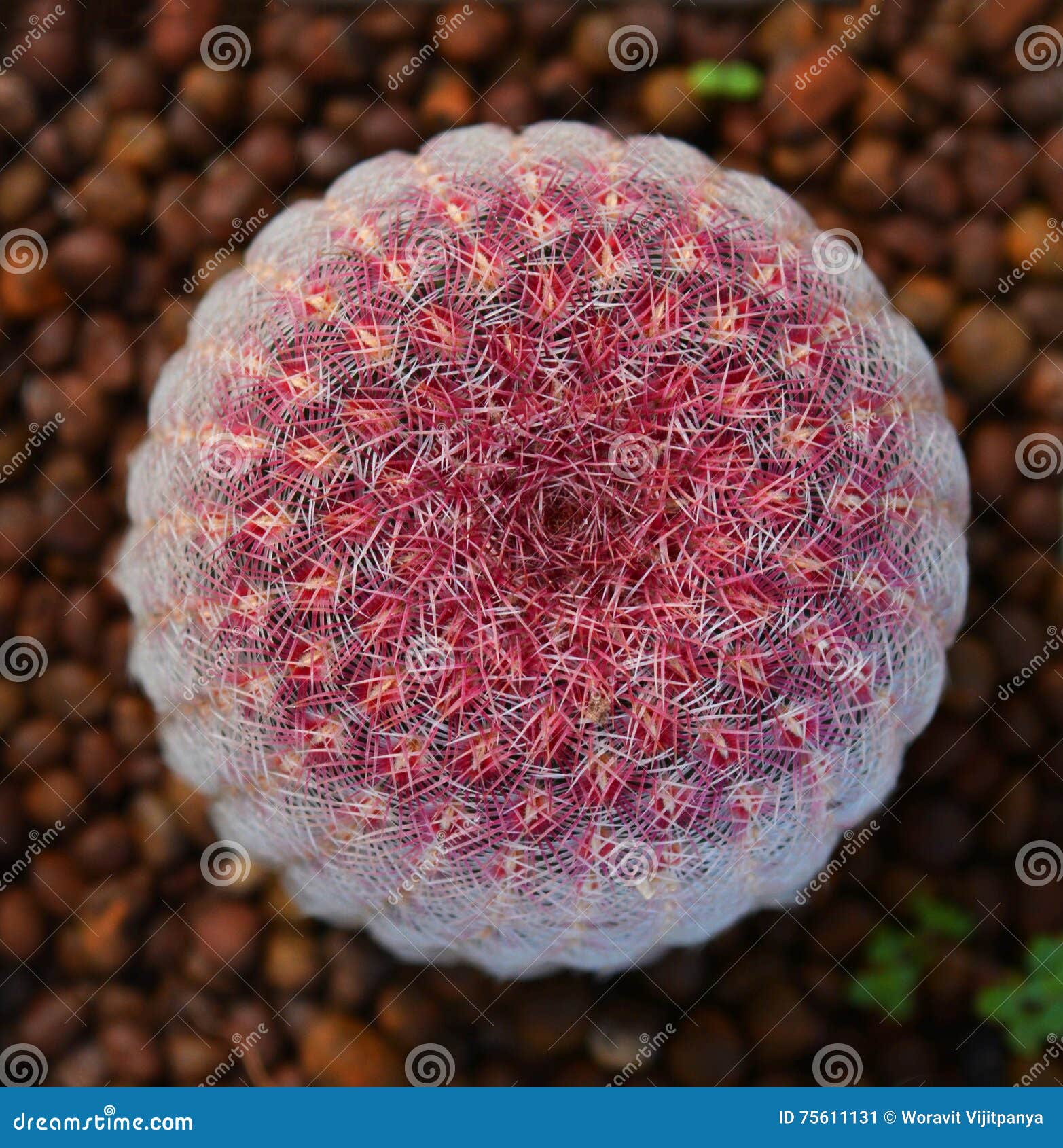 Cacto cor-de-rosa imagem de stock. Imagem de jardim, cactos - 75611131