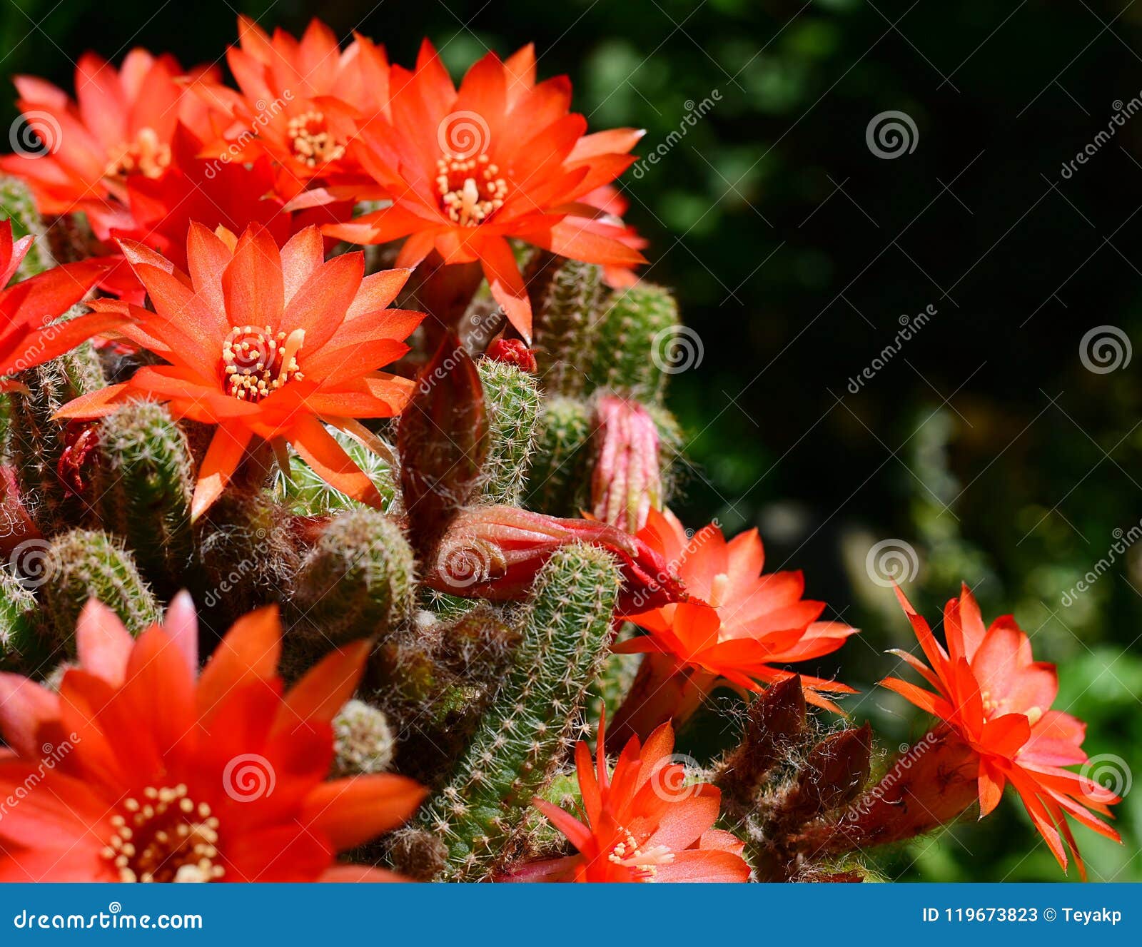 Cacto De Florescência Do Vermelho Alaranjado Imagem de Stock - Imagem de  vibrante, jardim: 119673823