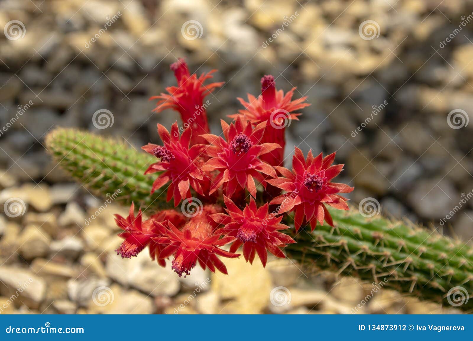 Cacto De Florescência Vermelho Do Huascha De Echinopsis, Planta Verde Dos  Cactos Na Flor Foto de Stock - Imagem de exterior, jardim: 134873912