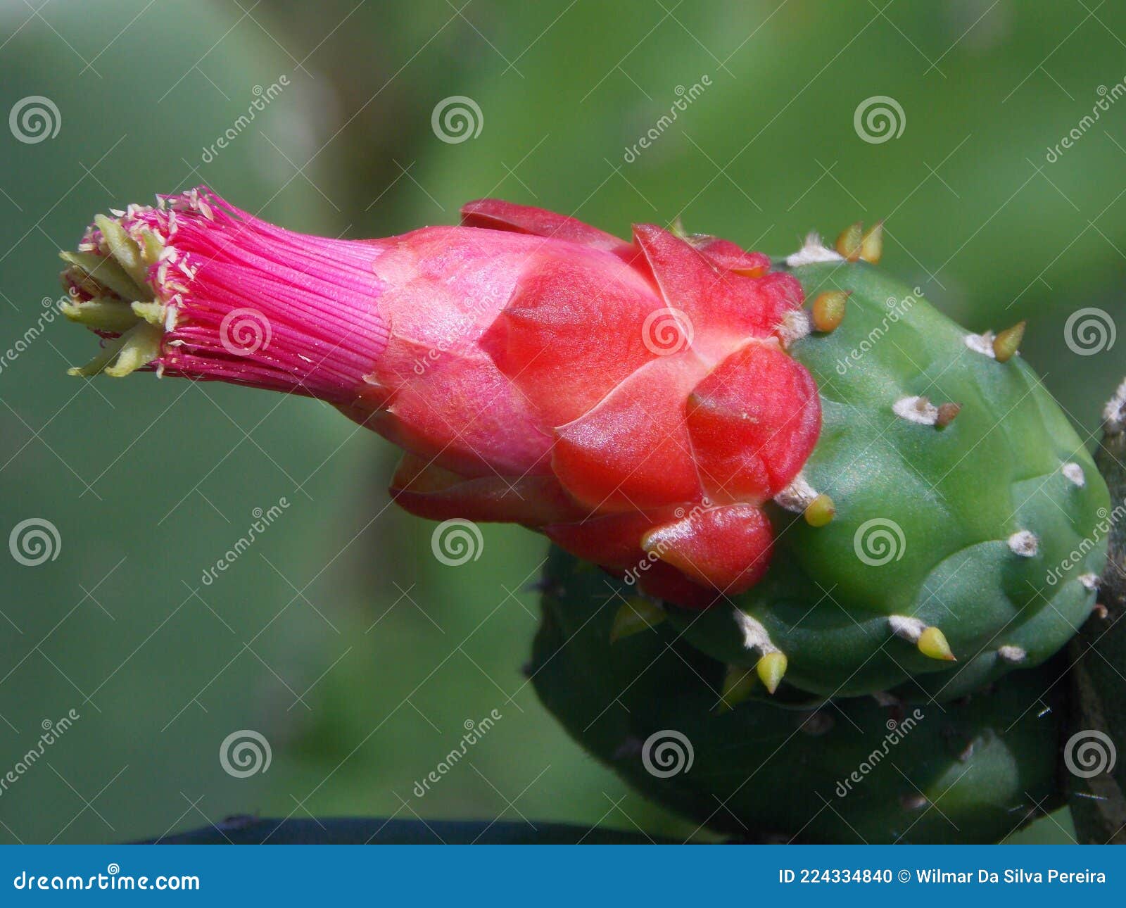 Cacto De Palma Verde Com Uma Flor De Cor Vermelha. Foto de Stock - Imagem  de vermelho, verde: 224334840