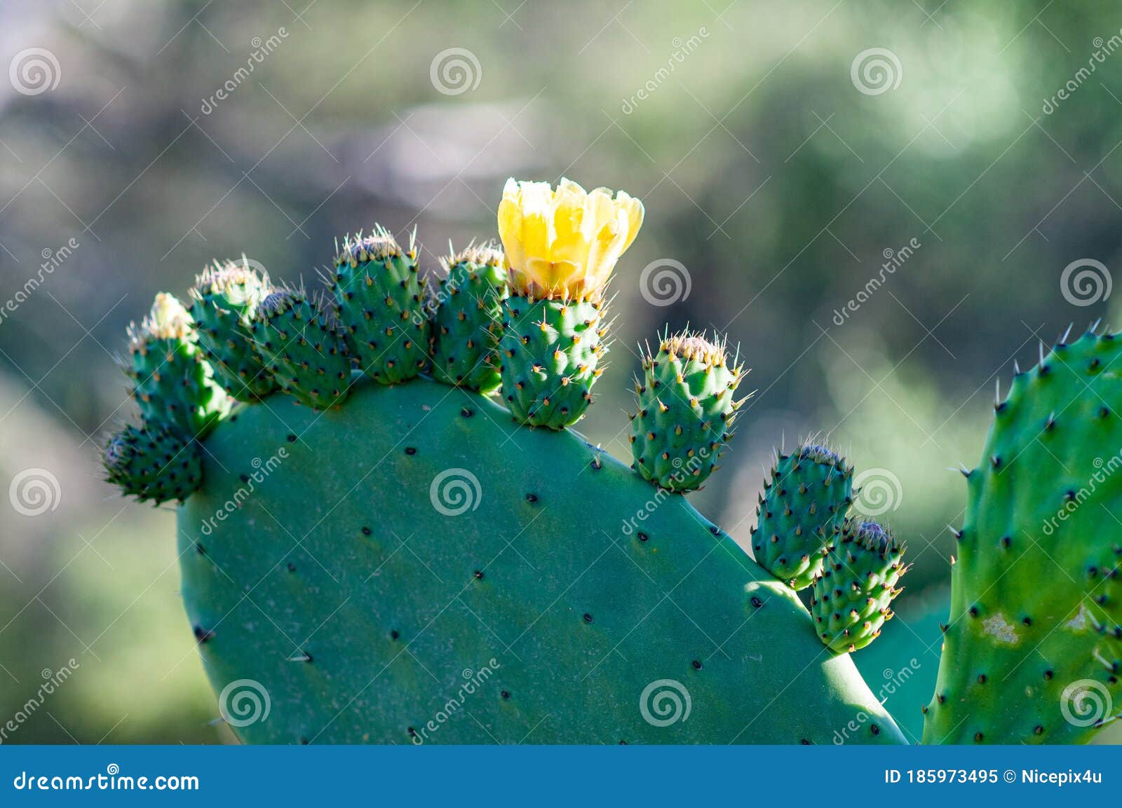 Cacto De Pera Picante Com Flor Imagem de Stock - Imagem de germes, pera:  185973495