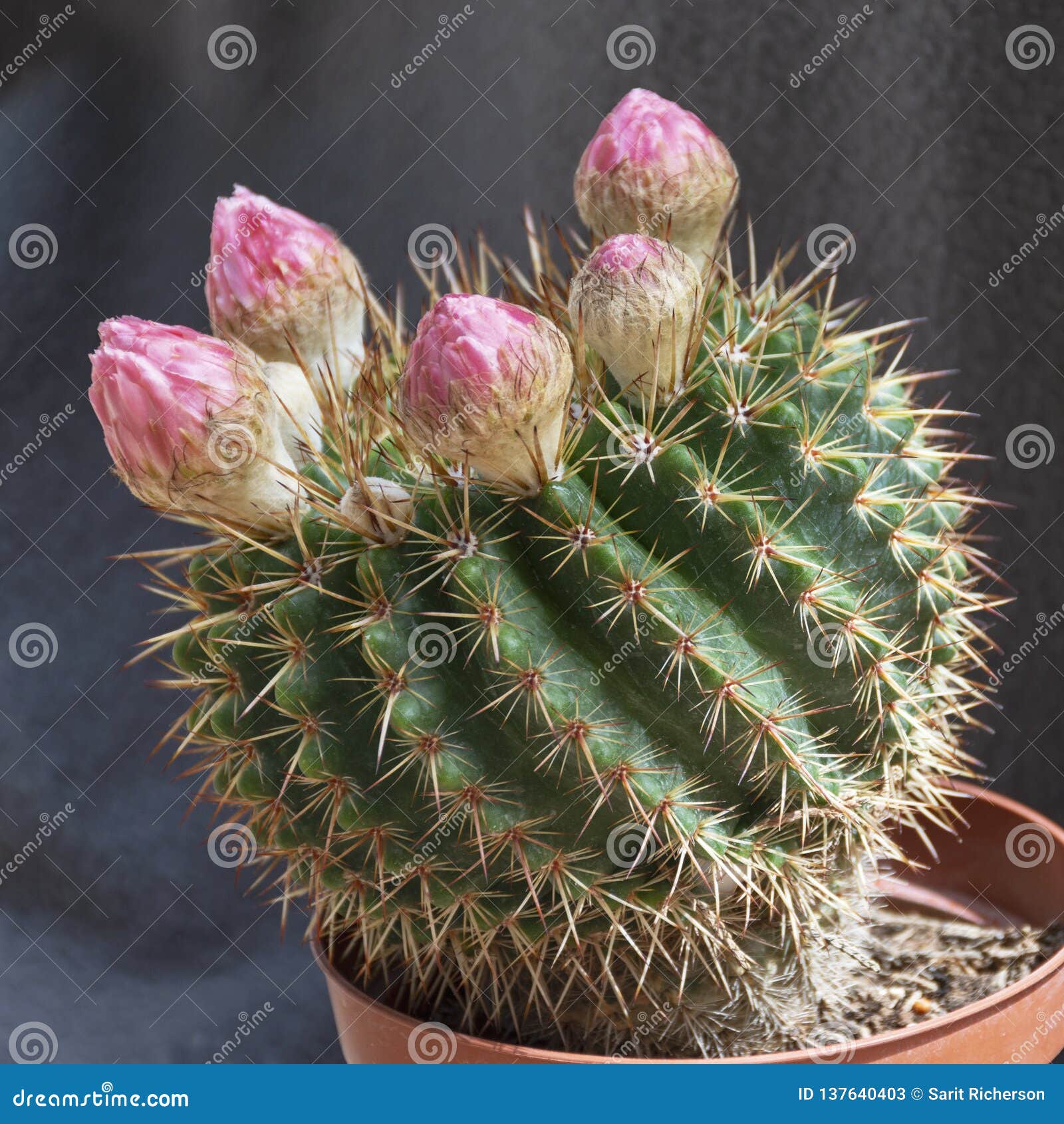 Cacto Diminuto Da Bola De Parodia Com As Flores Em Botão Cor-de-rosa Imagem  de Stock - Imagem de fundo, espinhos: 137640403