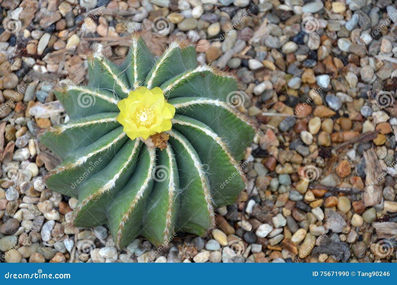 Cacto Do Balão Com As Flores Alaranjadas Amarelas De Florescência Foto de  Stock - Imagem de esfera, amarelo: 75671990