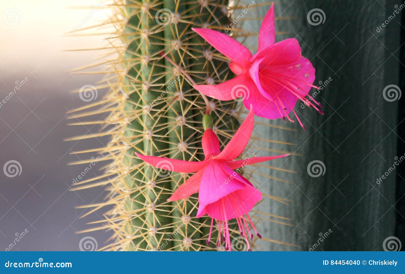 Cacto e flor cor-de-rosa foto de stock. Imagem de cuidado - 84454040