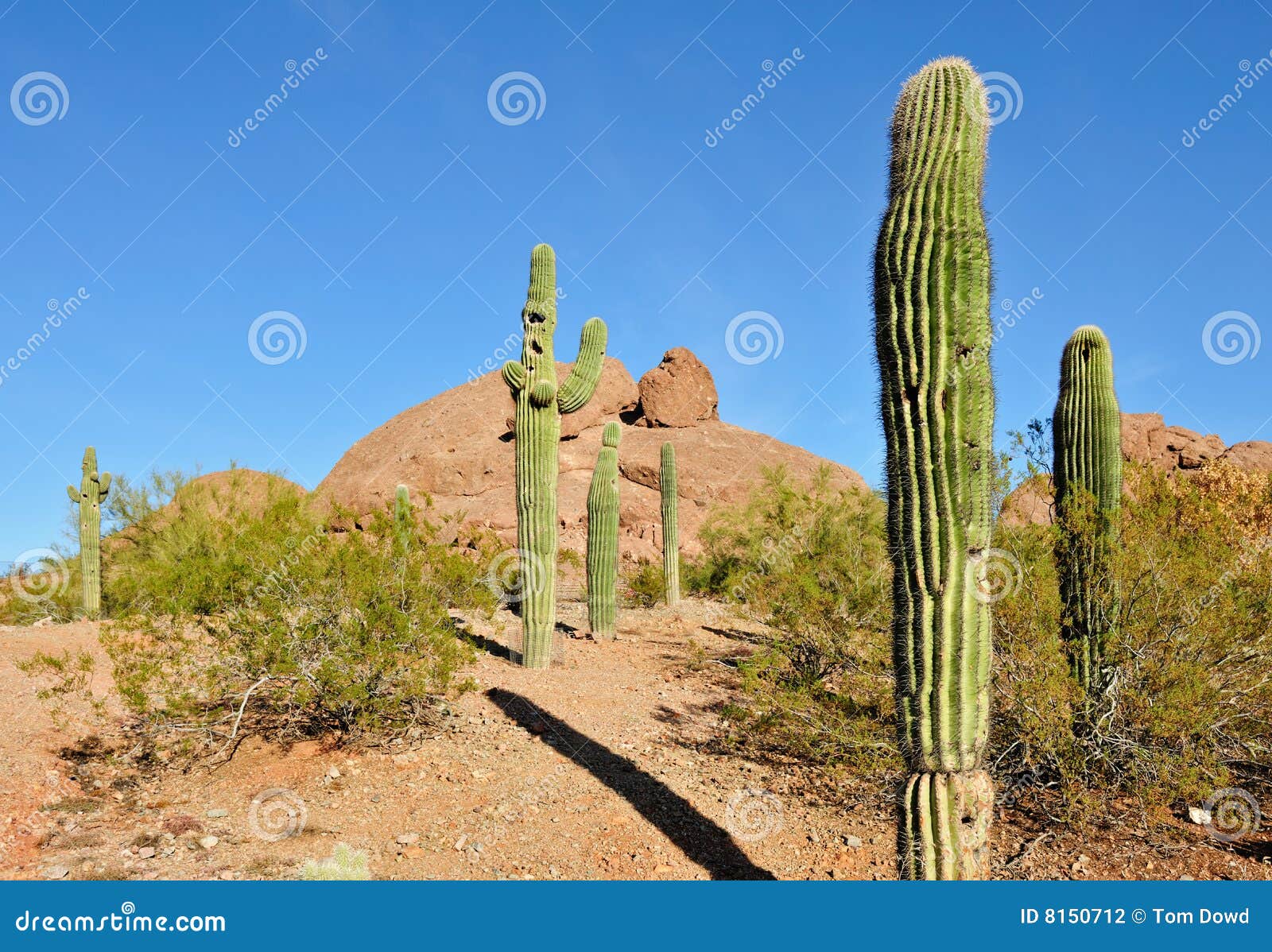Phoenix, Arizona: Cuarto De Niños De La Planta De Desierto - Cactus Del  Saguaro Para La Venta Imagen de archivo - Imagen de foenix, genérico:  105204541