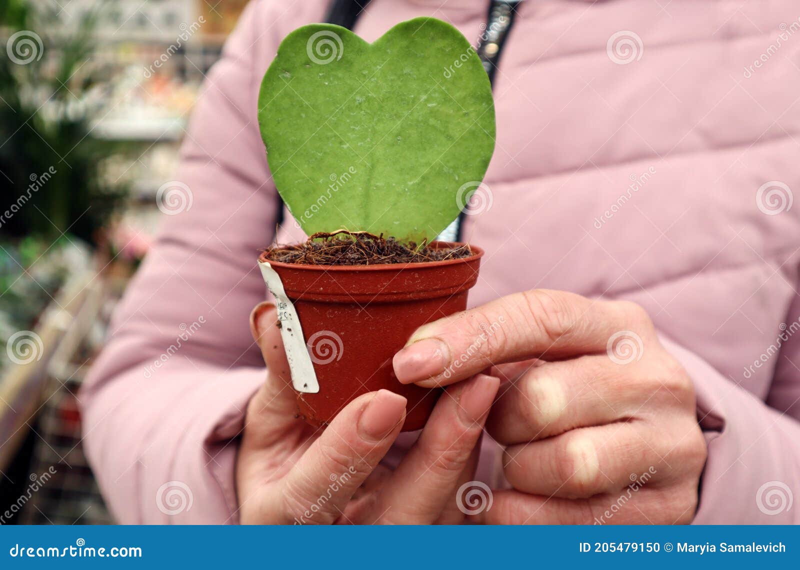 Cacto Maconheiro Em Forma De Coração Nas Mãos De Uma Mulher Fecha O  Conceito De Escolher Presentes Em Florarias Foto de Stock - Imagem de  verde, jardinar: 205479150