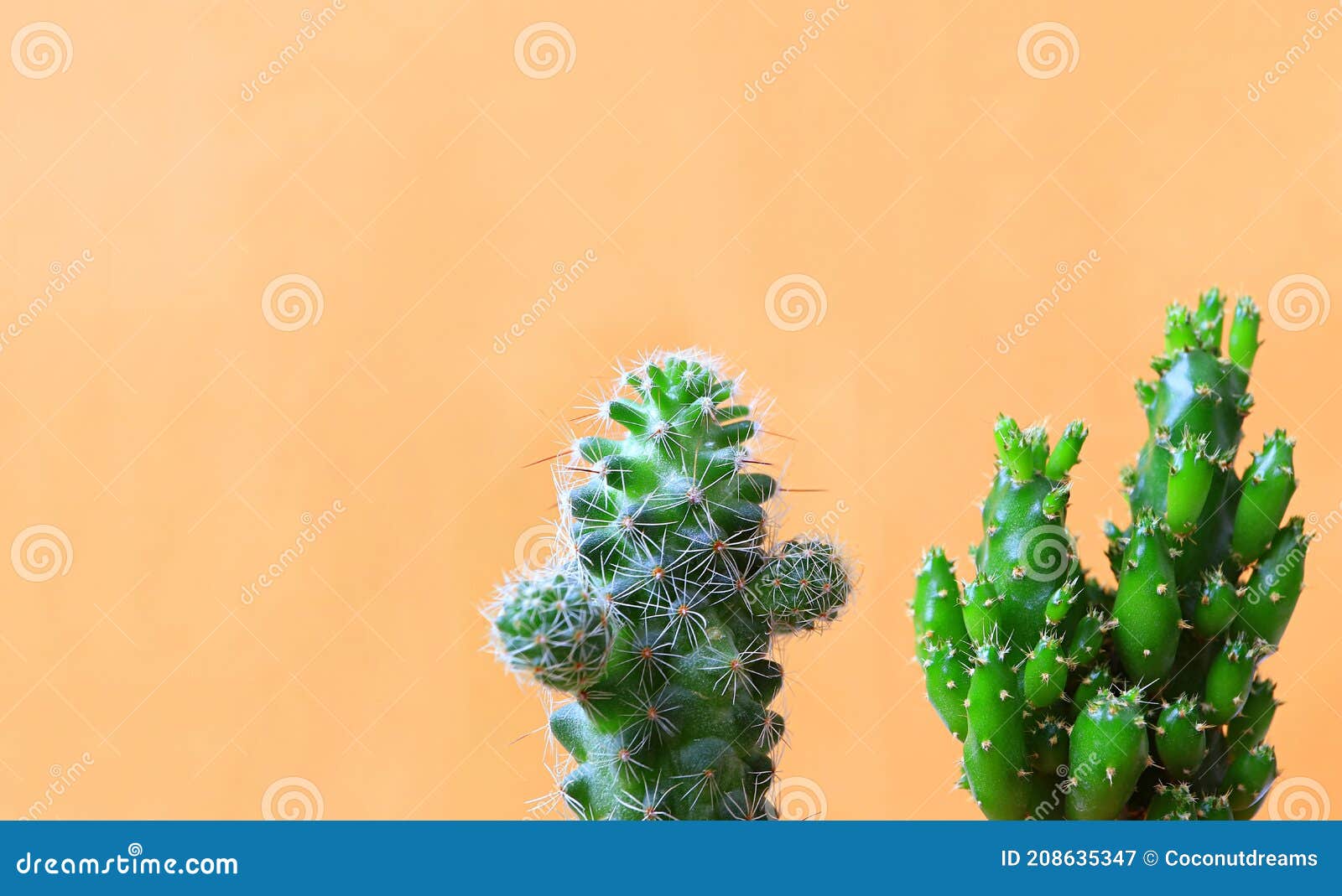 Cacto Mini Joelho Verde E Cacto De Castelo De Fada Contra Parede Cor De  Laranja Imagem de Stock - Imagem de fofofo, dedo: 208635347