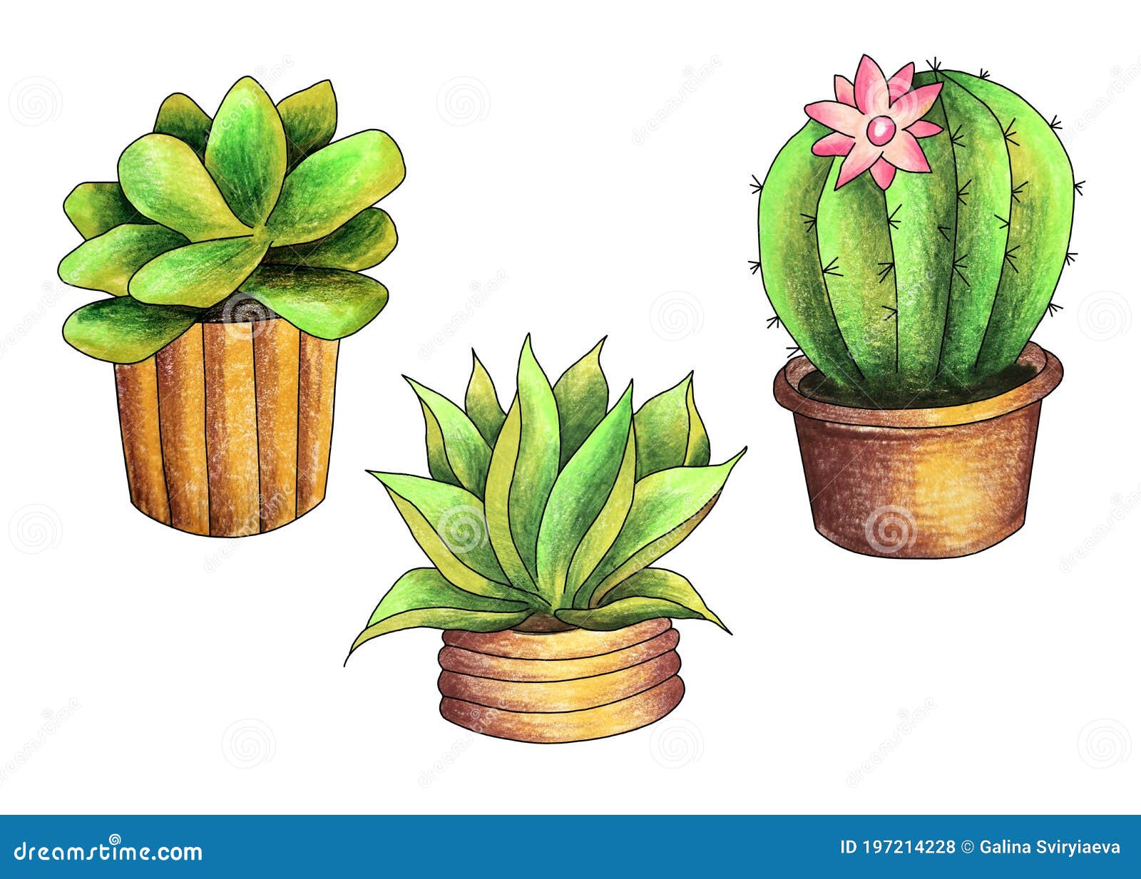 Cactos diferentes em panelas mão desenhada desenho realista