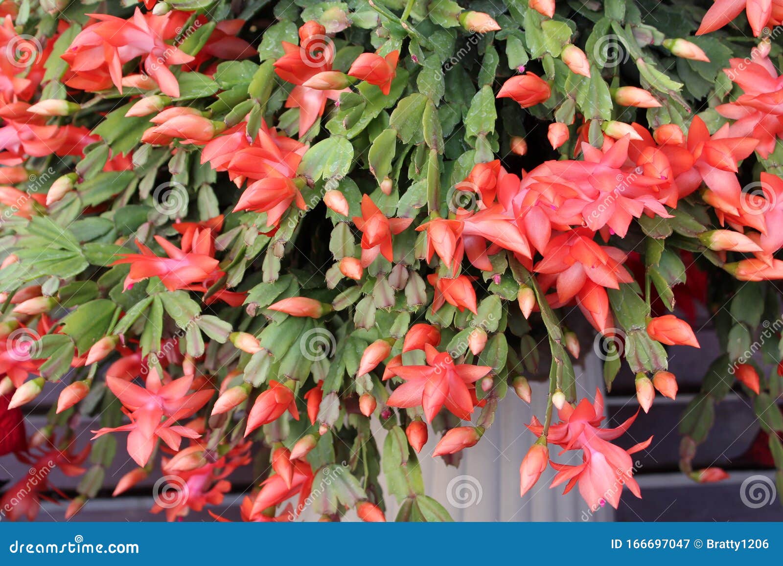 Cacto Natalino Assombroso Em Plena Floração Com Cascata De Folhas Verdes E  Pétalas Rosa Brilhantes Derramando Sobre O Vaso De Bar Imagem de Stock -  Imagem de colorido, cacto: 166697047