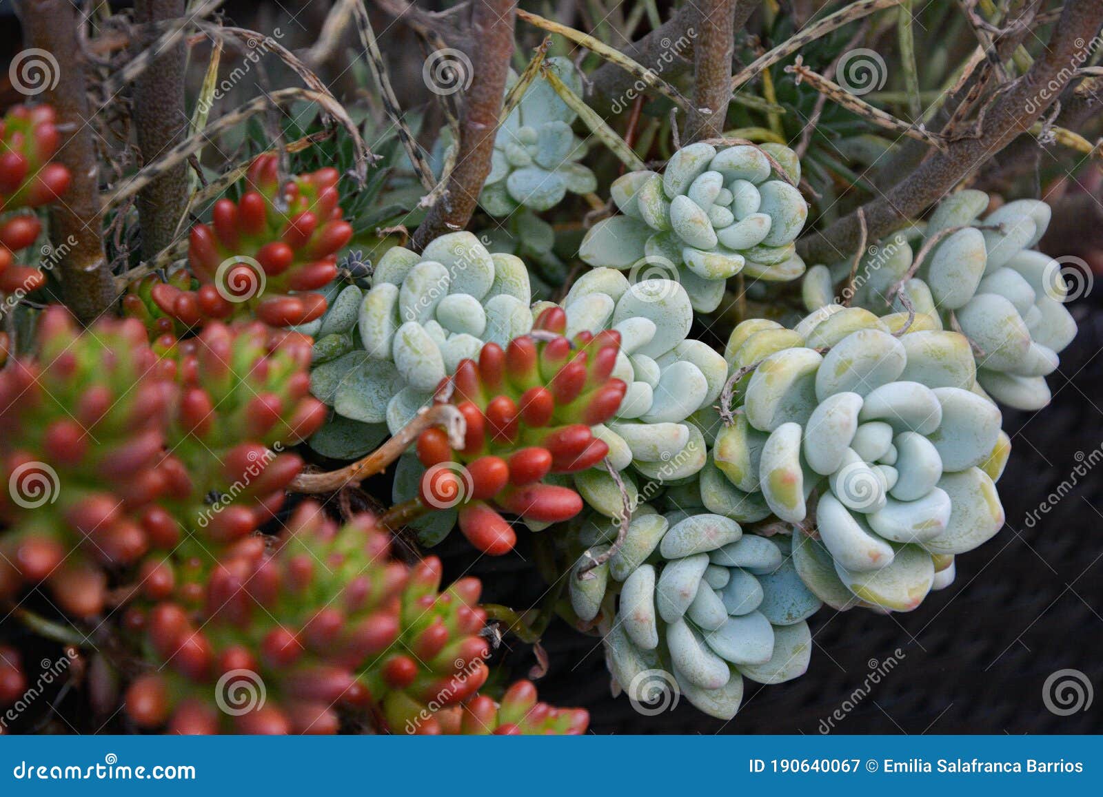 Cacto Pequeno Com Ponta Em Forma De Flor Vermelha E Cacto Verde-claro  Imagem de Stock - Imagem de ponta, flor: 190640067