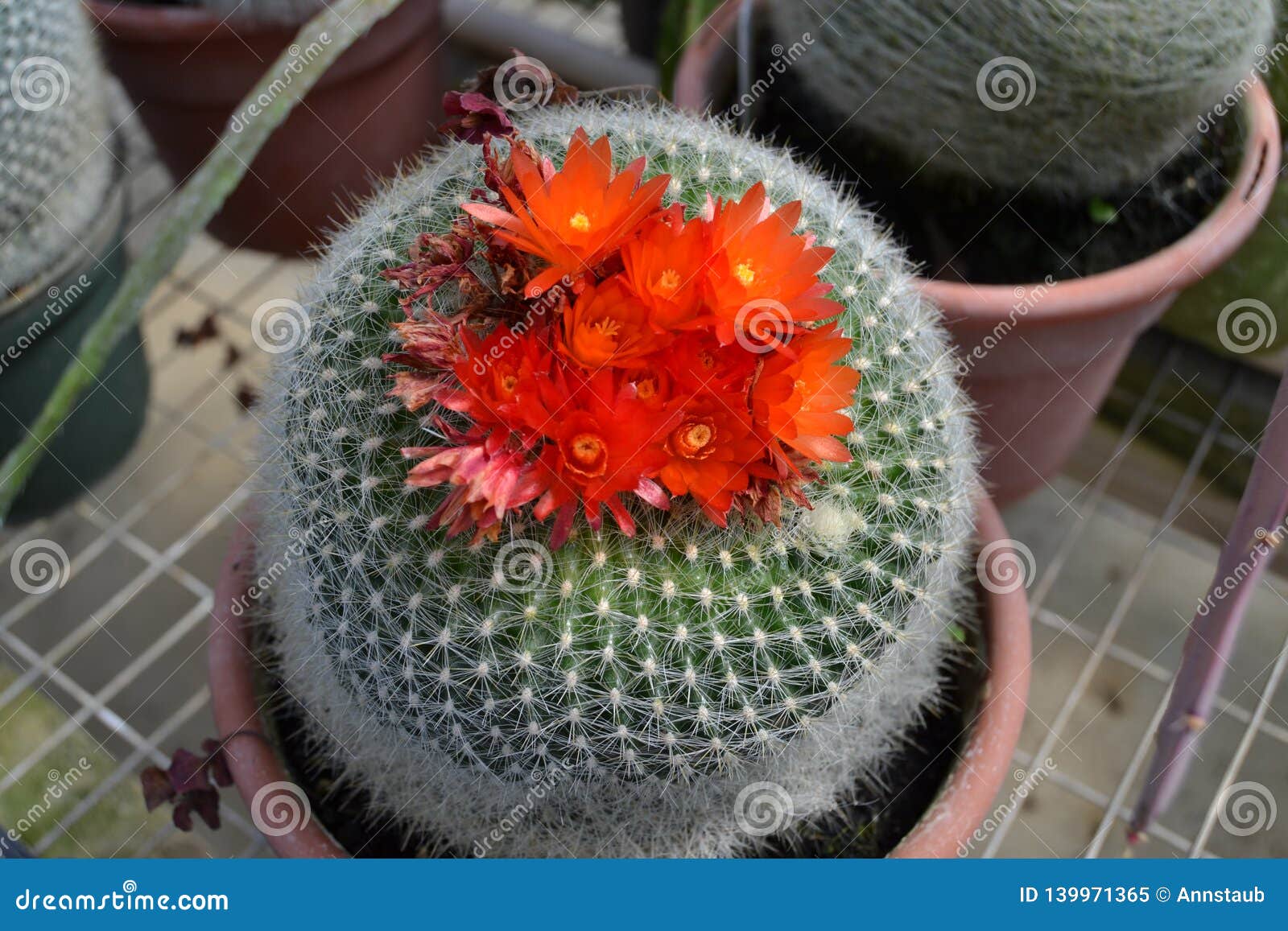 Cacto Redondo Com Flores Vermelhas Imagem de Stock - Imagem de lasca,  espinho: 139971365