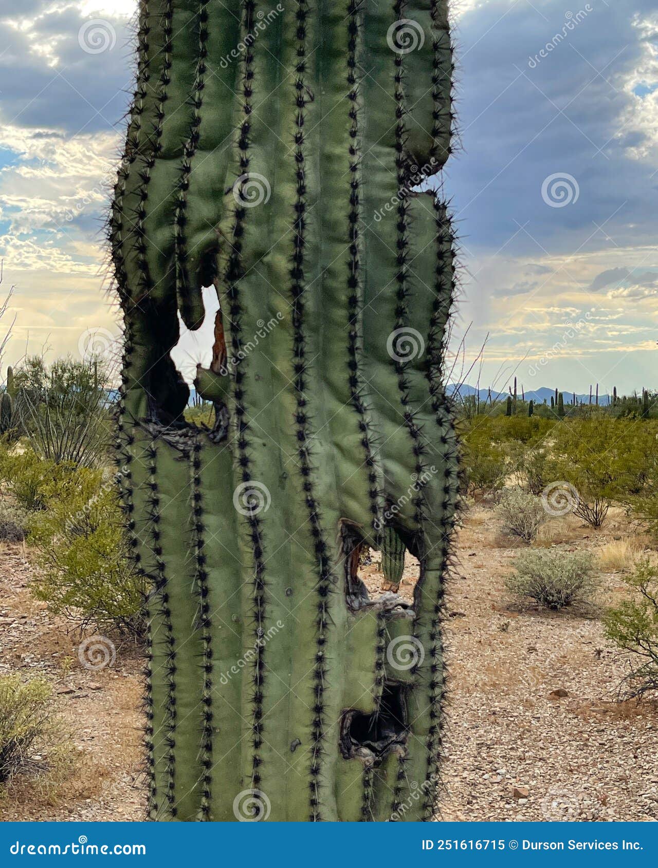 Planta cacto saguaro em fundo branco