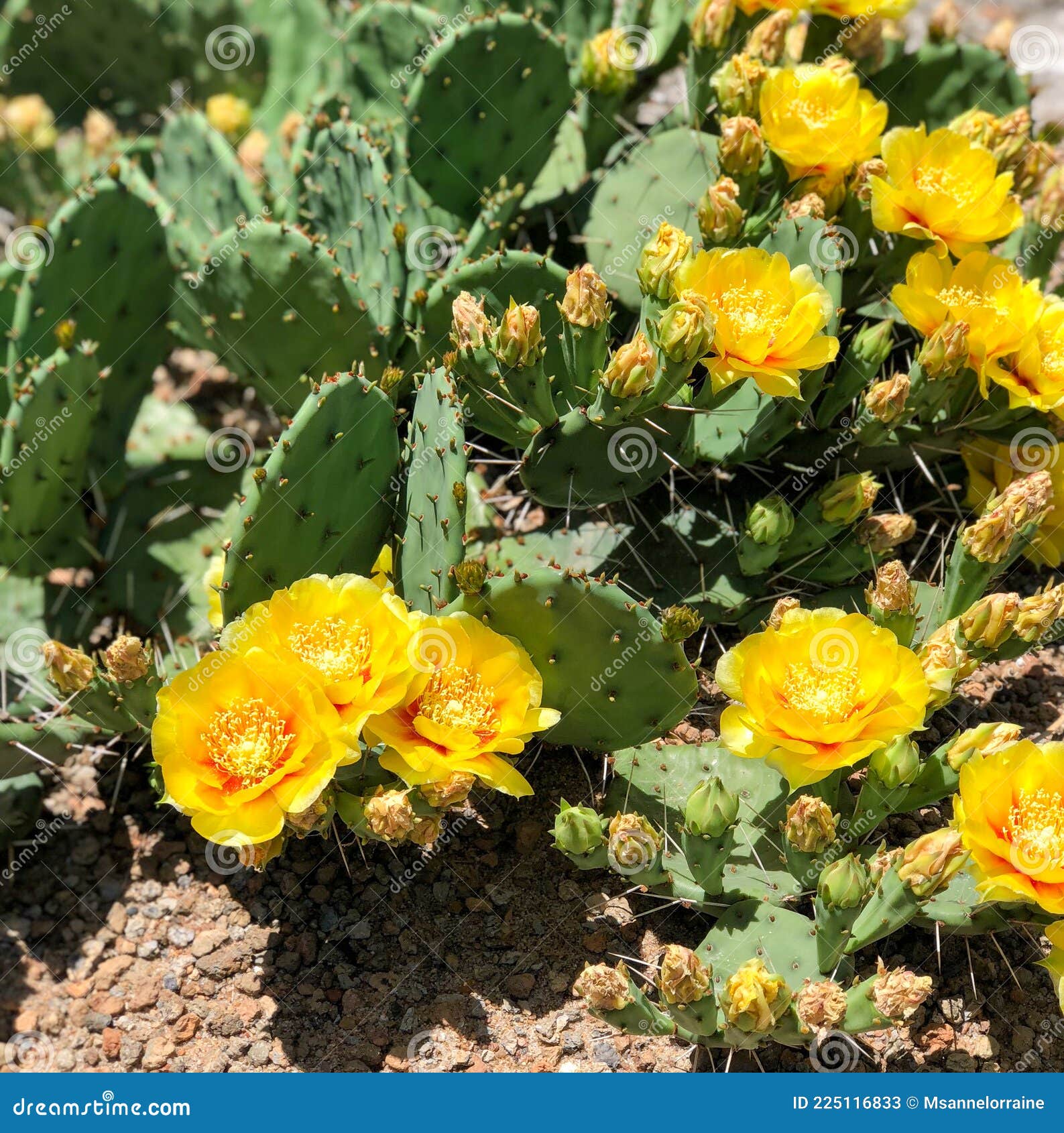 Cacto Silvestre, Flores Do Cacto Do Deserto Espinhosas Cactos Optunia  Imagem de Stock - Imagem de amarelo, naturalness: 225116833