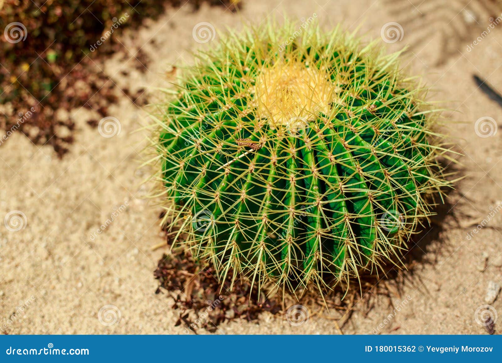 Cacto Verde Que Cresce Na Areia Com Feno Ao Fundo Foto de Stock - Imagem de  flor, textura: 180015362