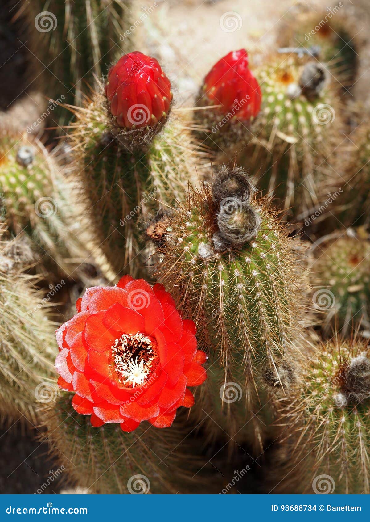 Cacto Vermelho Da Tocha Com Flor E Botões Foto de Stock - Imagem de afiado,  olhar: 93688734