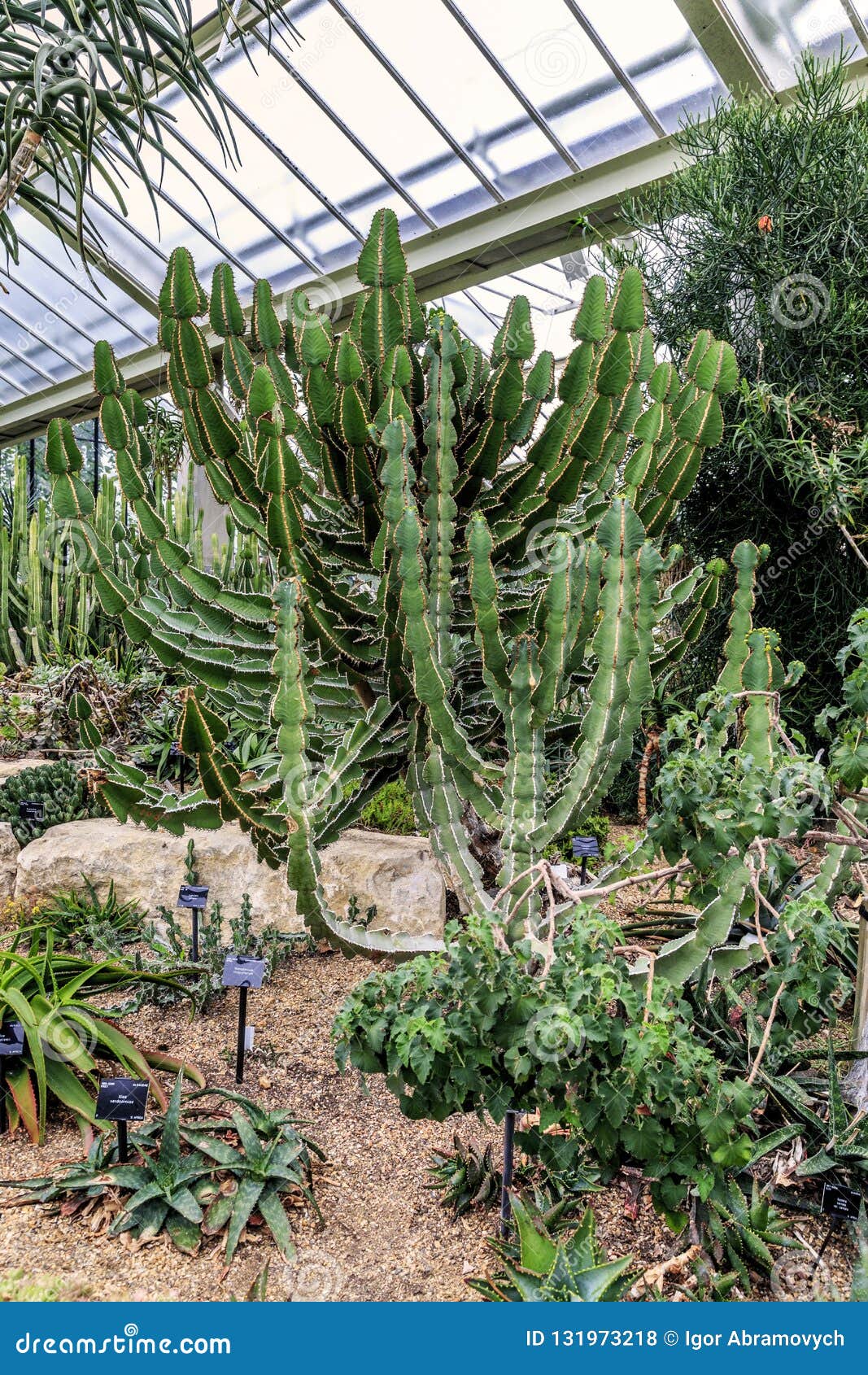 Cactos Do Jardim Na Princesa Da Estufa De Gales Em Jardins De Kew Foto de  Stock Editorial - Imagem de jardim, vidro: 131973218