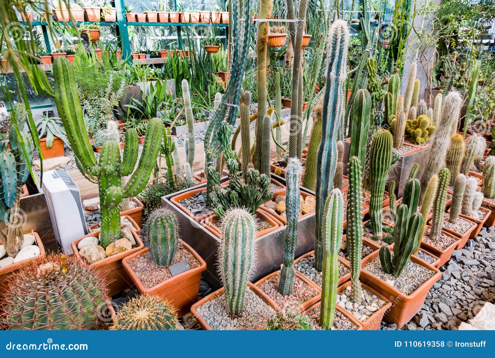 Cactos exóticos raros foto de stock. Imagem de bonito - 110619358