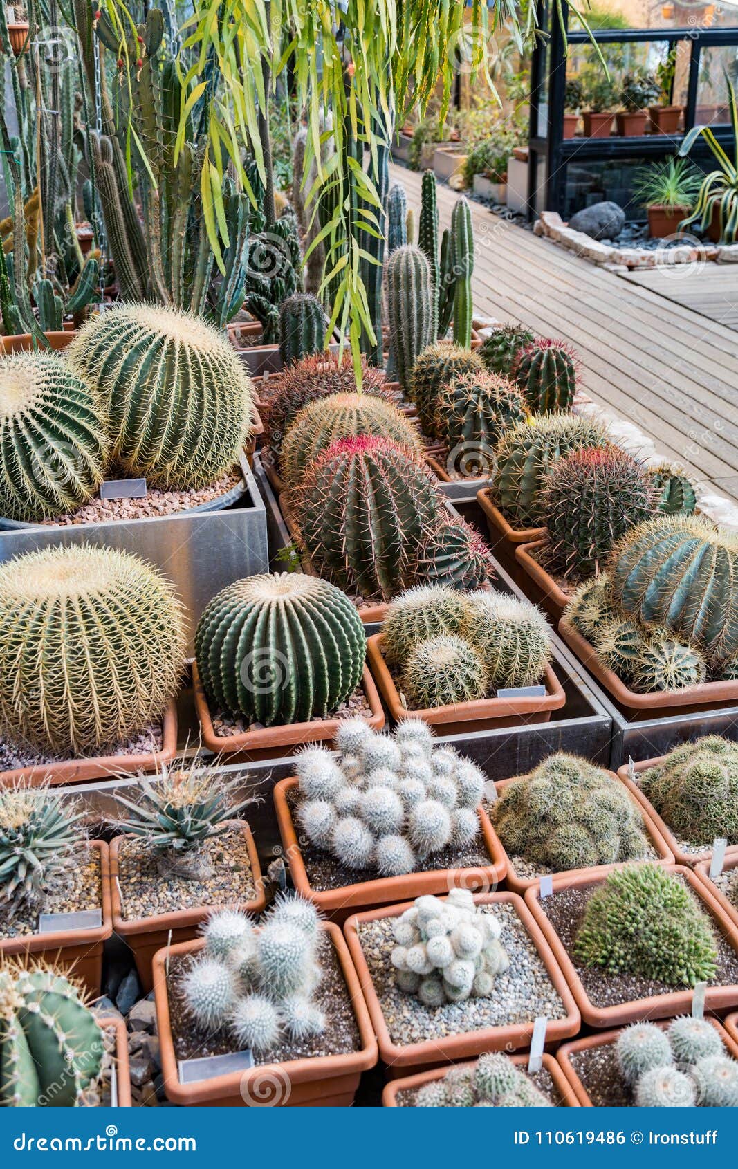 Cactos exóticos raros foto de stock. Imagem de peyote - 110619486