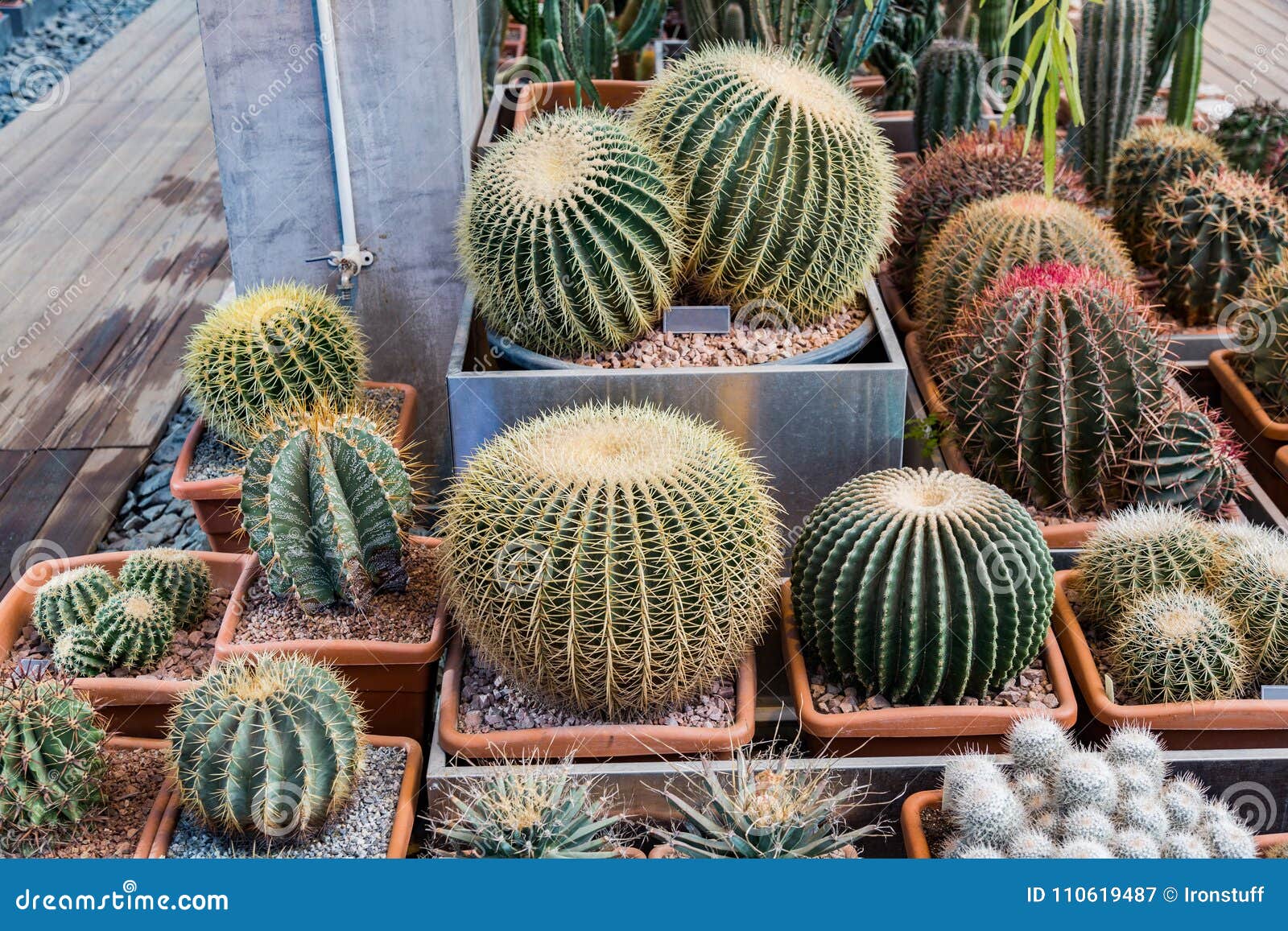 Cactos exóticos raros imagem de stock. Imagem de deserto - 110619487