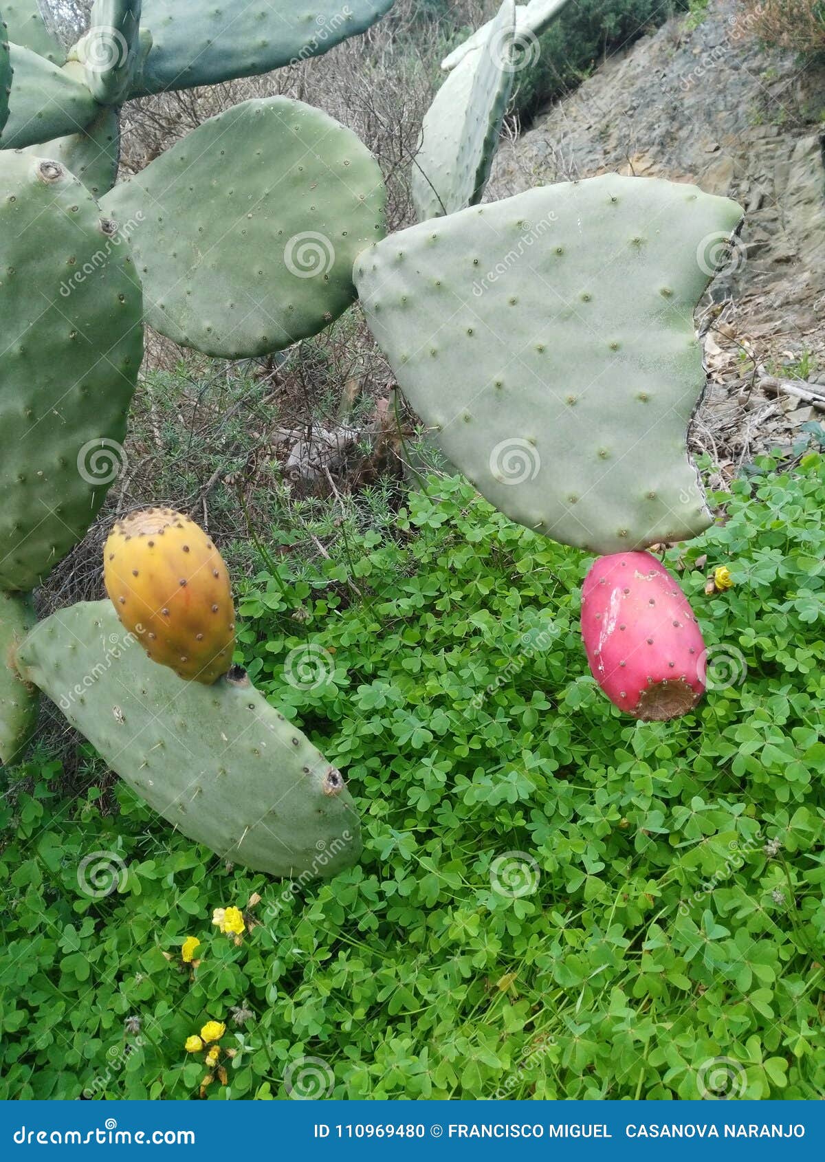 Cactus stock foto. Image of openlucht, vruchten, woestijn 110969480