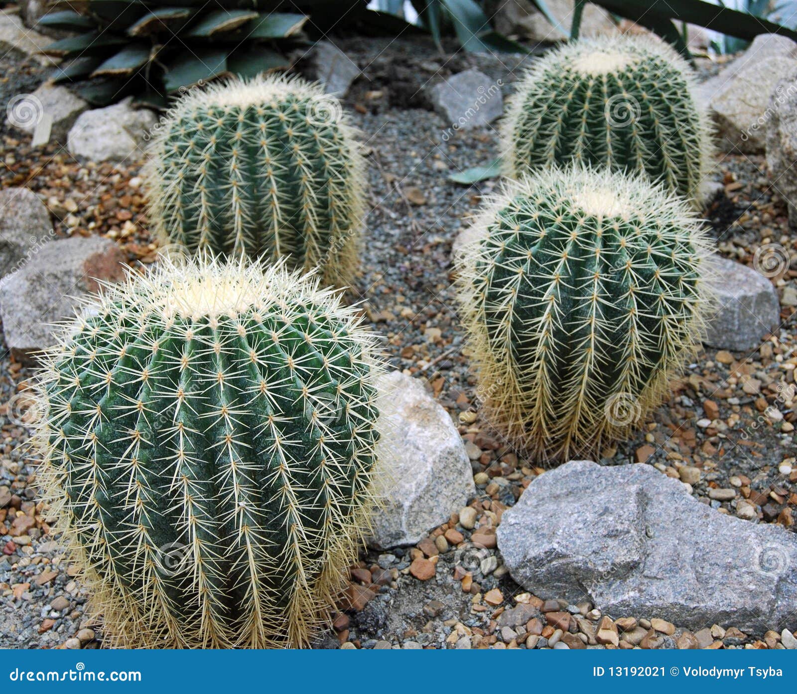 A close up view of the green flesh and needles of a cactus plant.