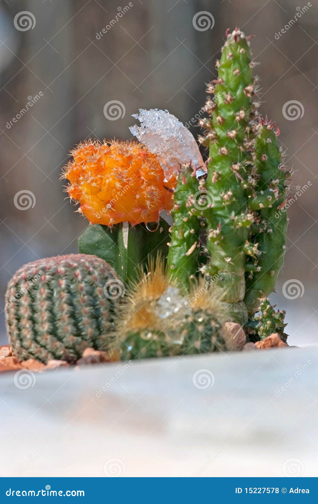 two cactus's in a pot with melting snow on them 