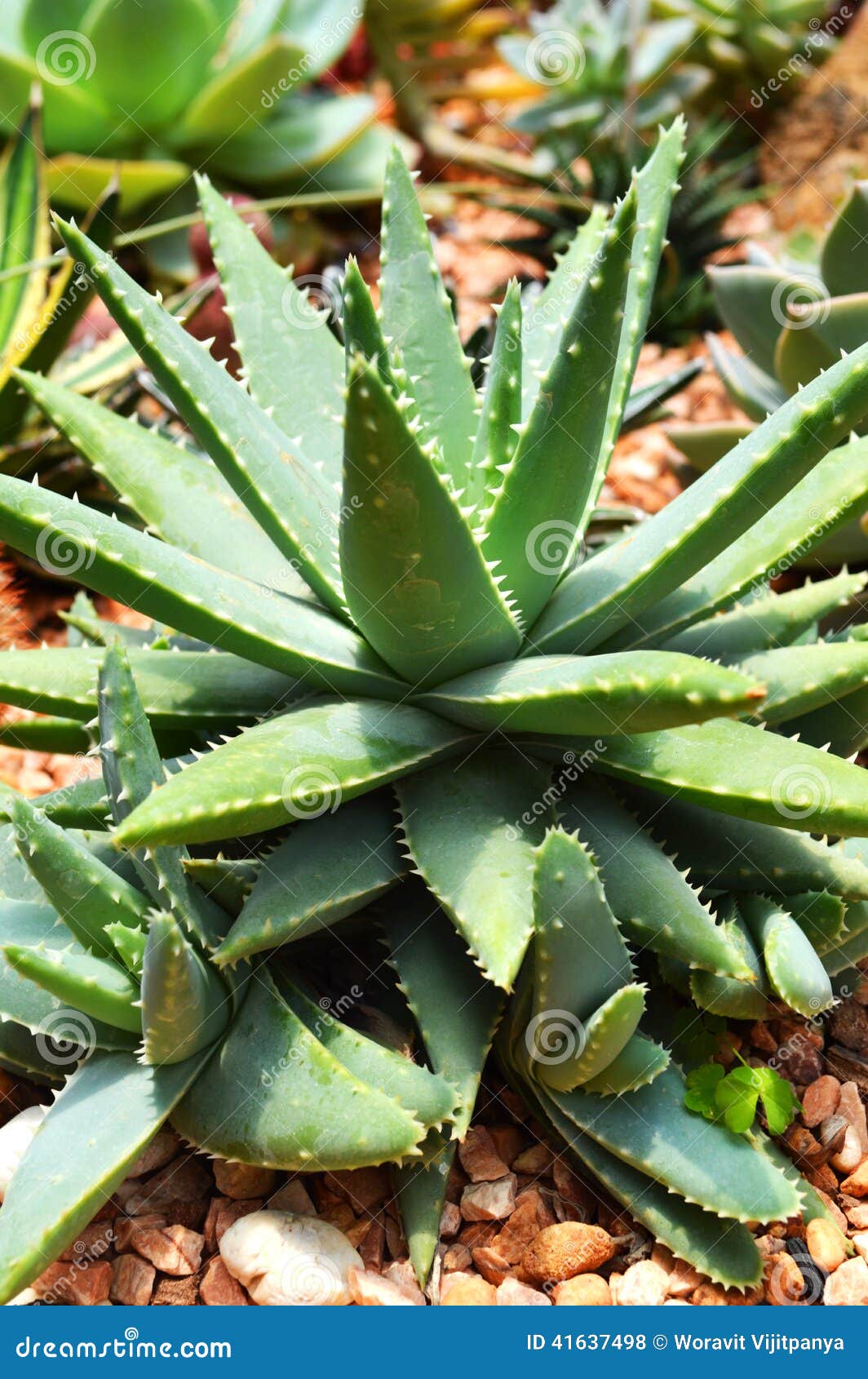 diepgaand schotel eigenaar Cactus Aloe vera stock photo. Image of green, decorating - 41637498