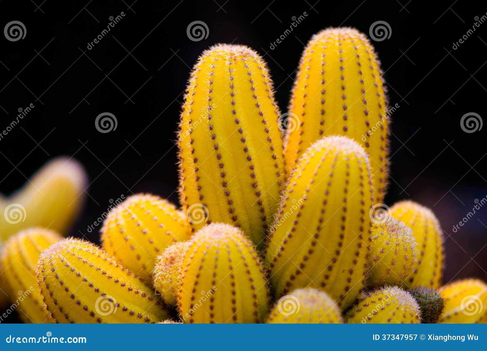 Cactus amarillo imagen de archivo. Imagen de cubo, agricultura - 37347957