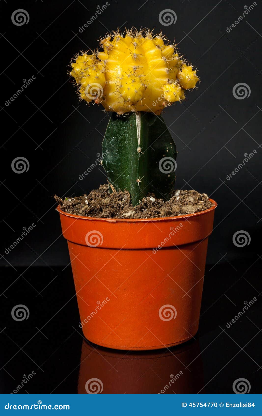 Cactus, Amarillo Del Gymnocalycium Foto de archivo - Imagen de flor ...