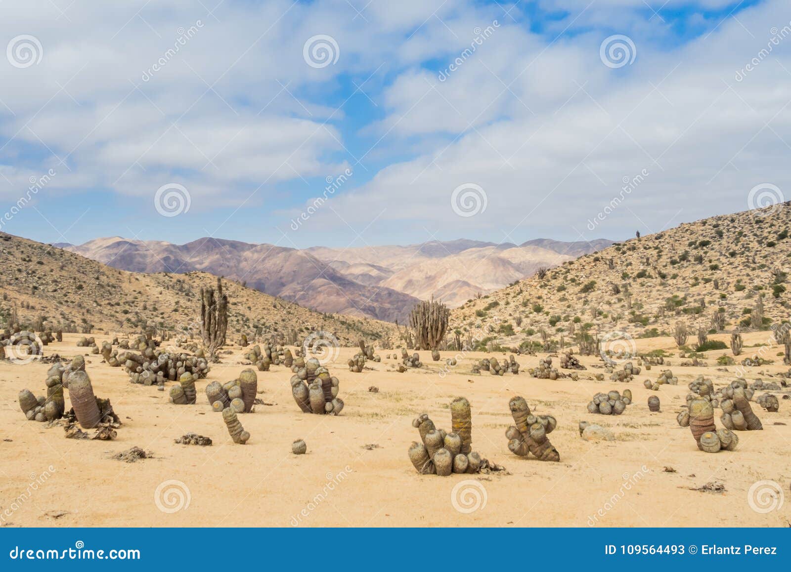 cactus in the atacama desert, pan de azucar national park in chile