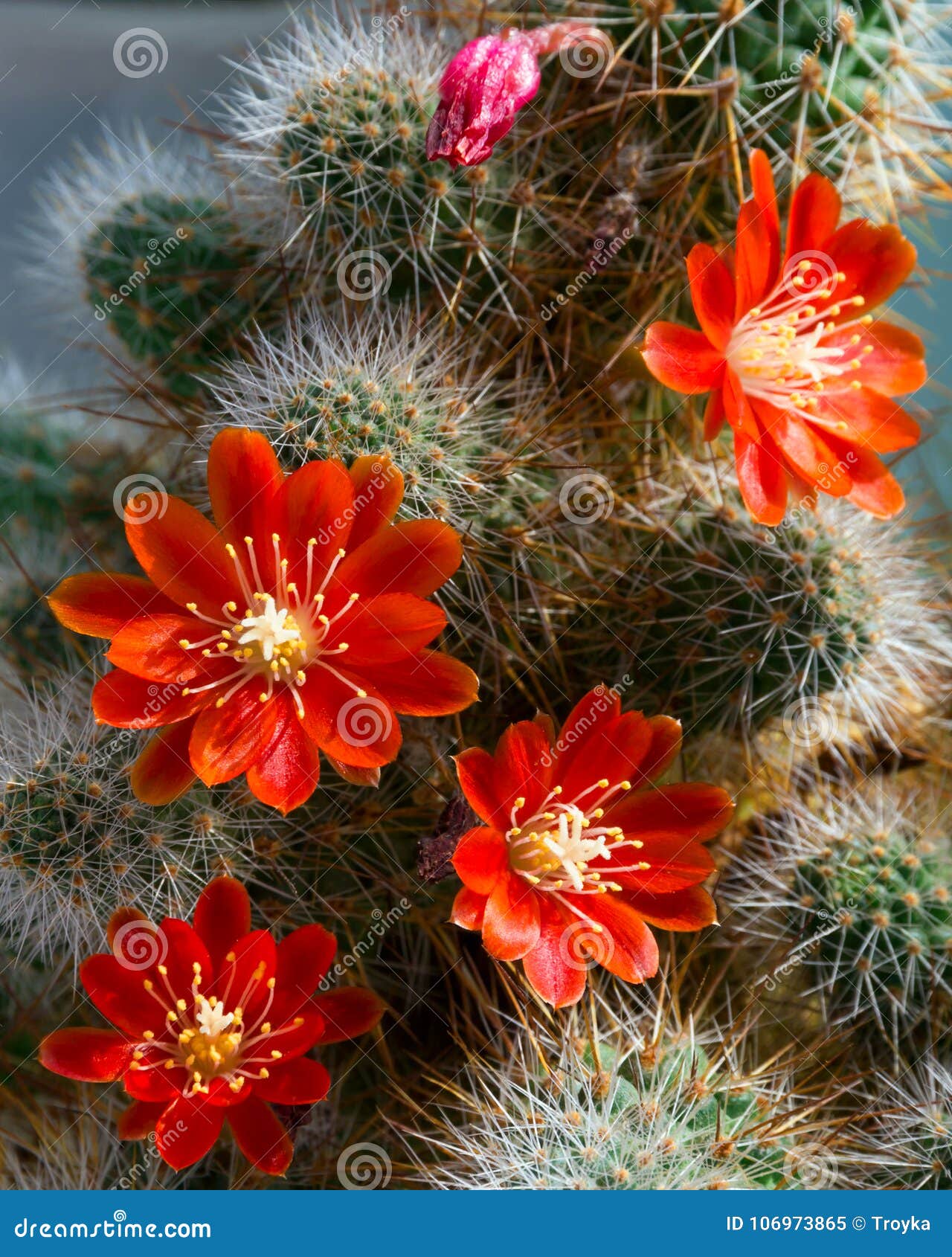 Cactus Aylostera with Red Flowers. Stock Image - Image of exotic, green:  106973865