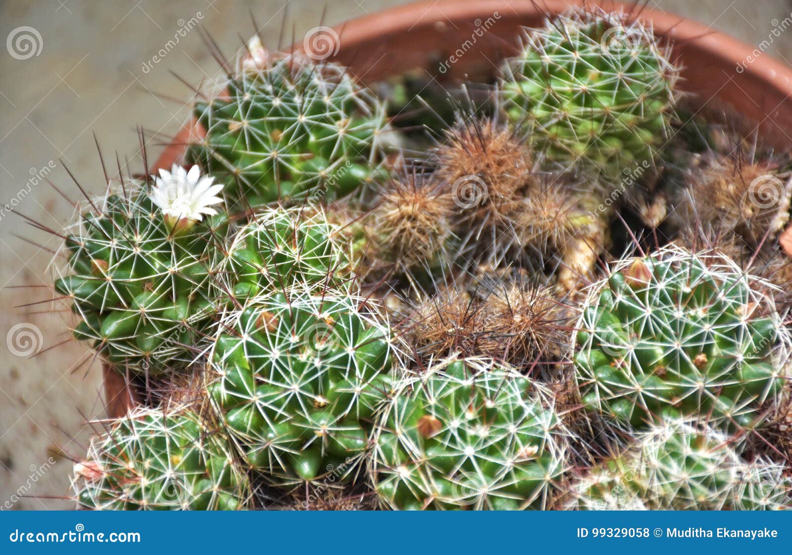 Cactus balls with a flower stock photo. Image of flowr - 99329058