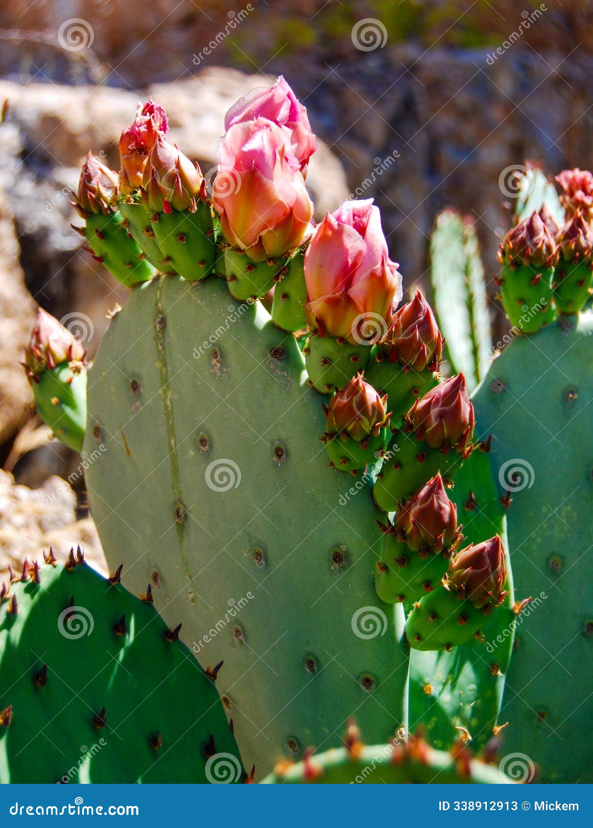 cactus beavertail prickly pear in full pink bloom - opuntia basilaris