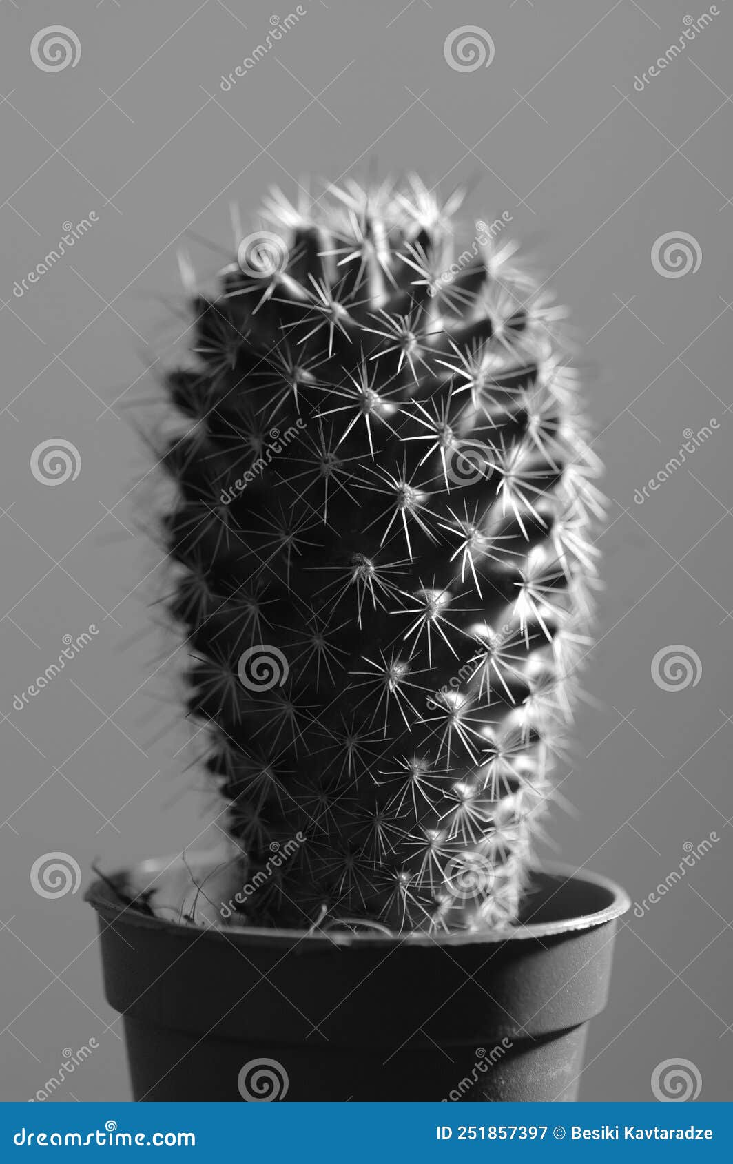 Cactus in black and white stock image. Image of growth 251857397