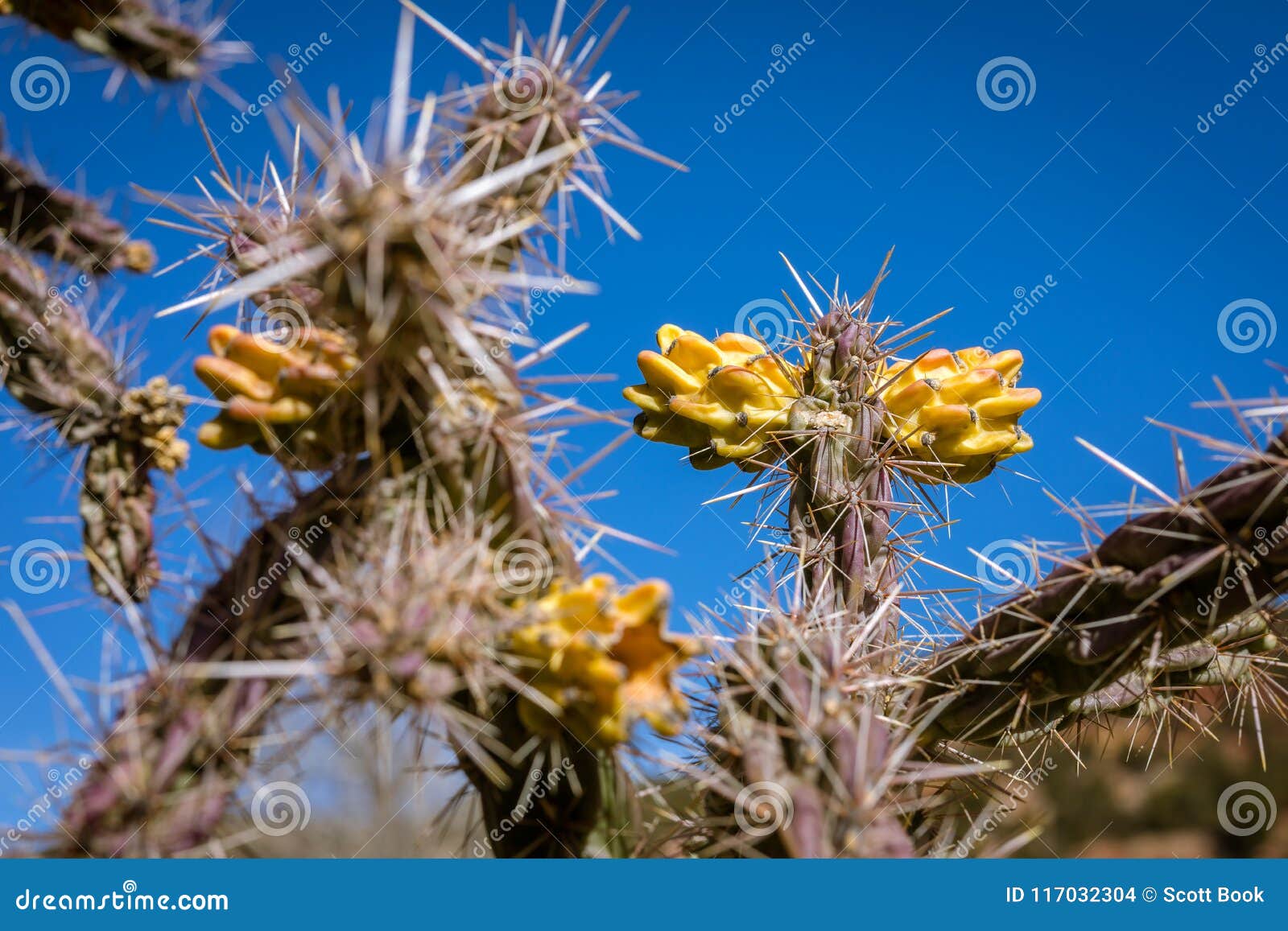 Blooming Cactus with Thorns Stock Photo - Image of cactuses, lots ...